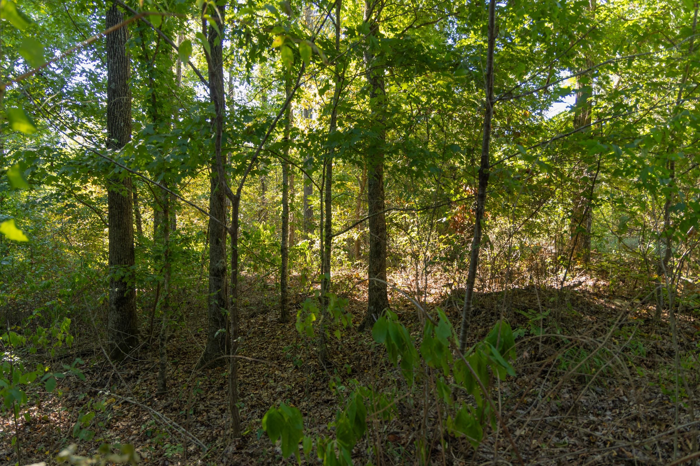 Big White Oak Tract 101 photo 15