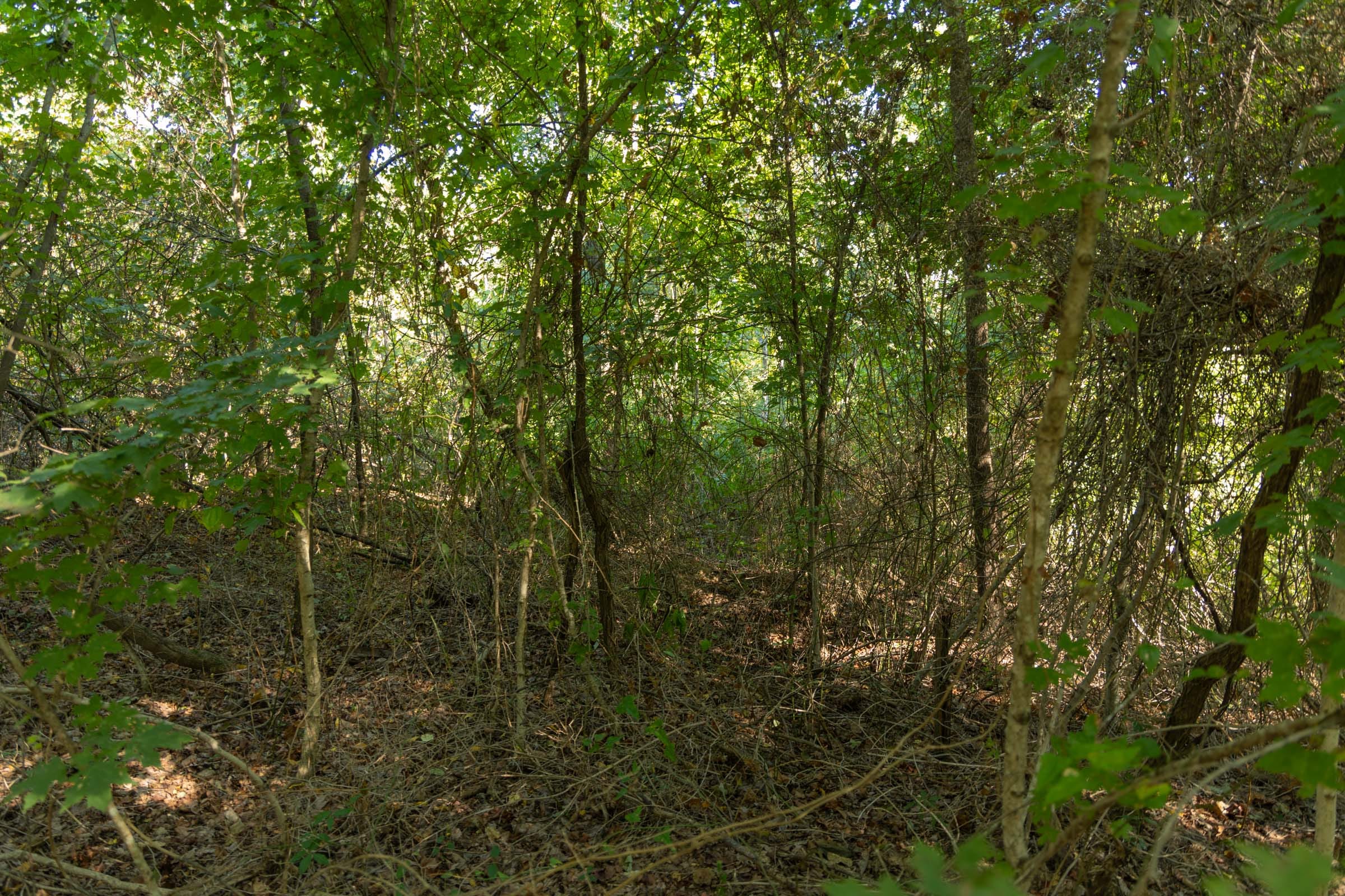 Big White Oak Tract 101 photo 14