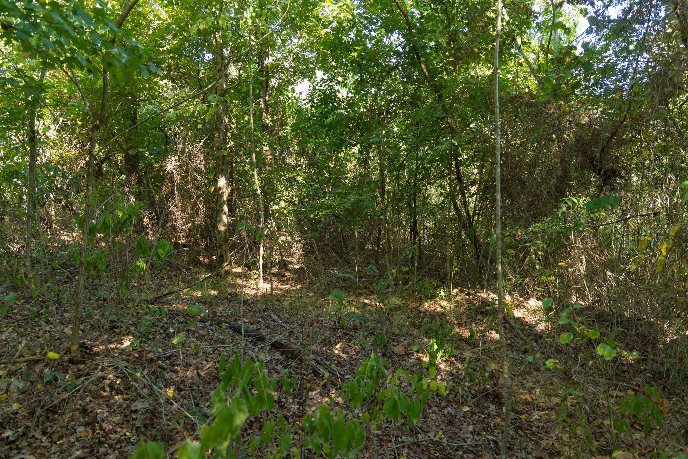Big White Oak Tract 101 photo 13