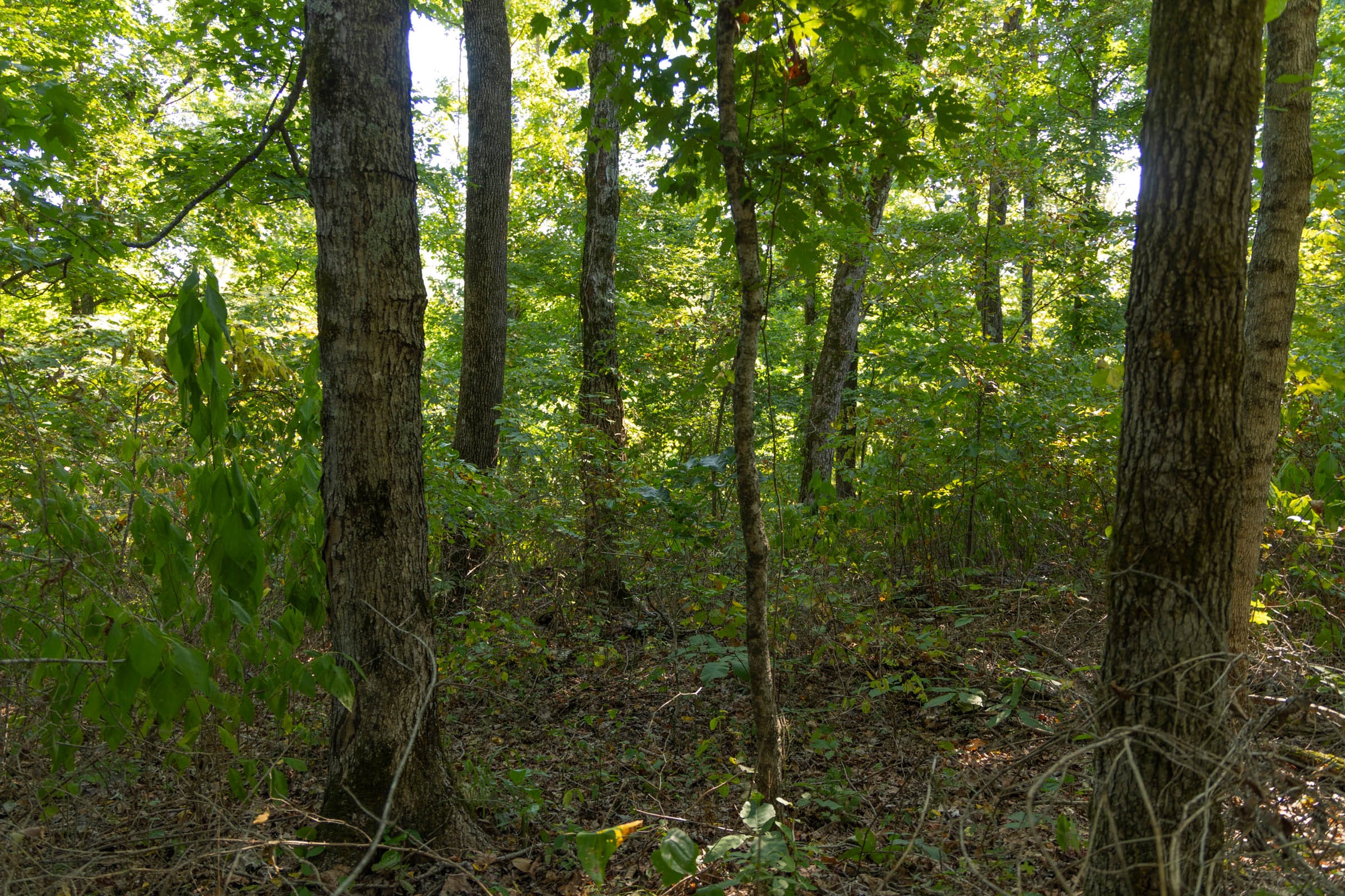 Big White Oak Tract 101 photo 12