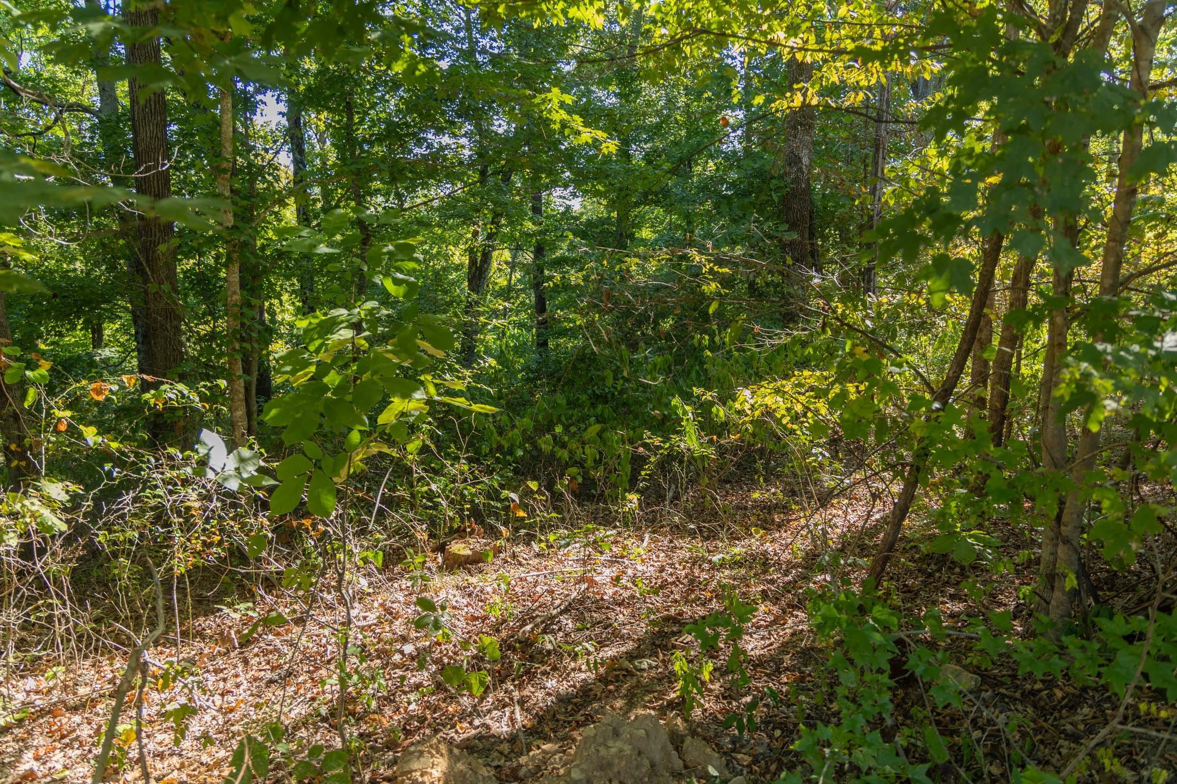 Big White Oak Tract 101 photo 11