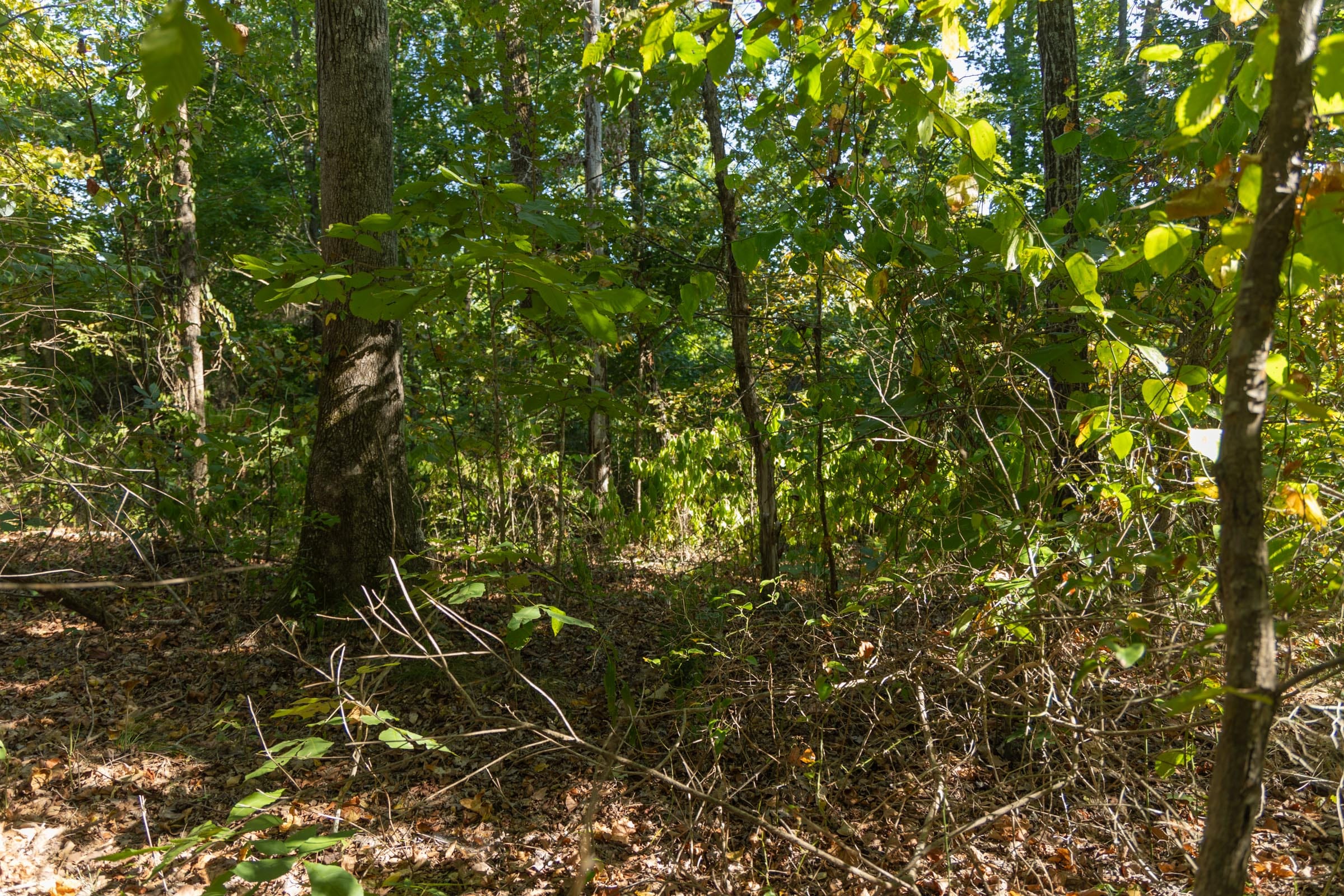 Big White Oak Tract 101 photo 8