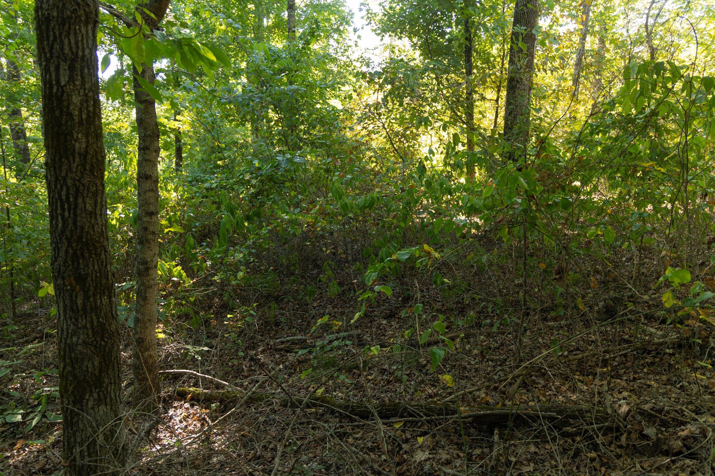 Big White Oak Tract 101 photo 6