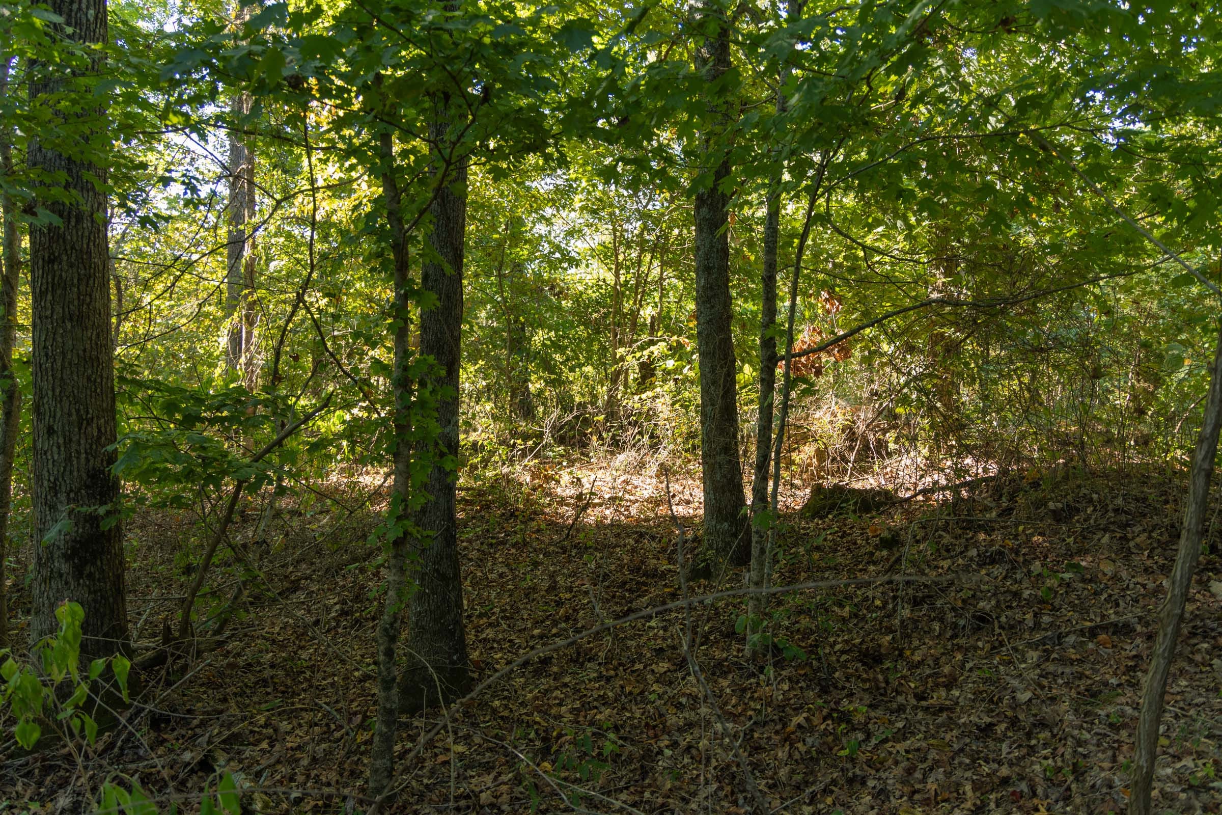 Big White Oak Tract 101 photo 3