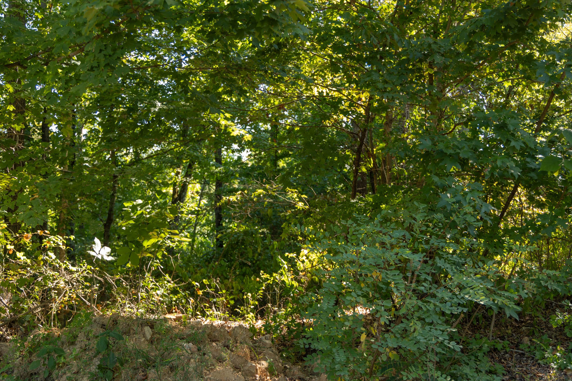 Big White Oak Tract 101 photo 2