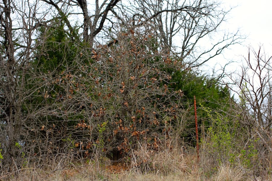 Montgomery Ranch Tract 22 photo 2
