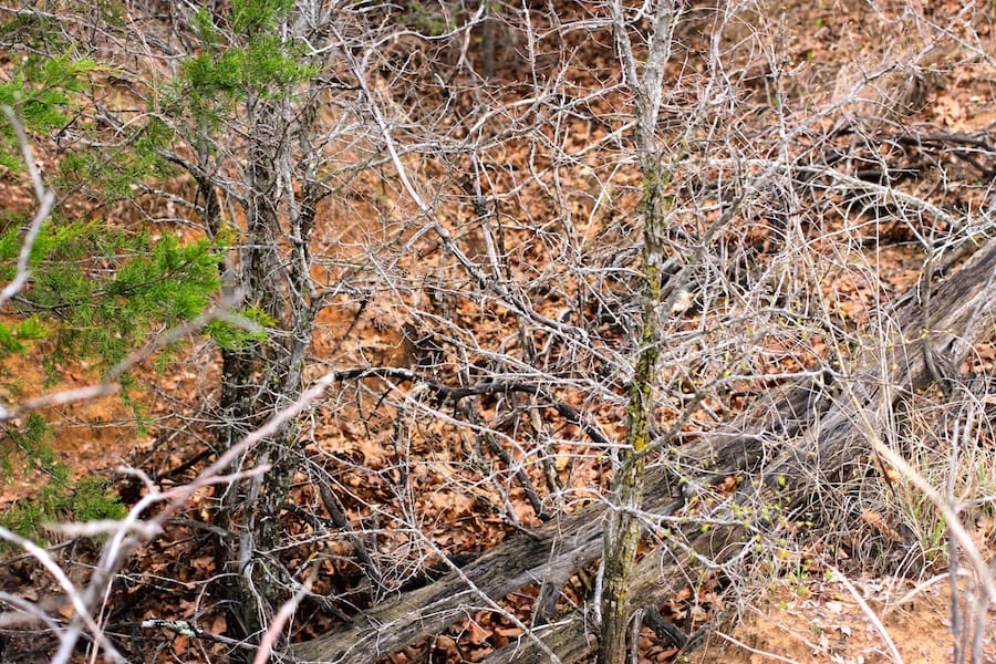 Montgomery Ranch Tract 22 photo 6