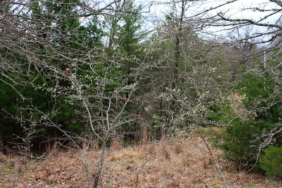 Montgomery Ranch Tract 22 photo 17