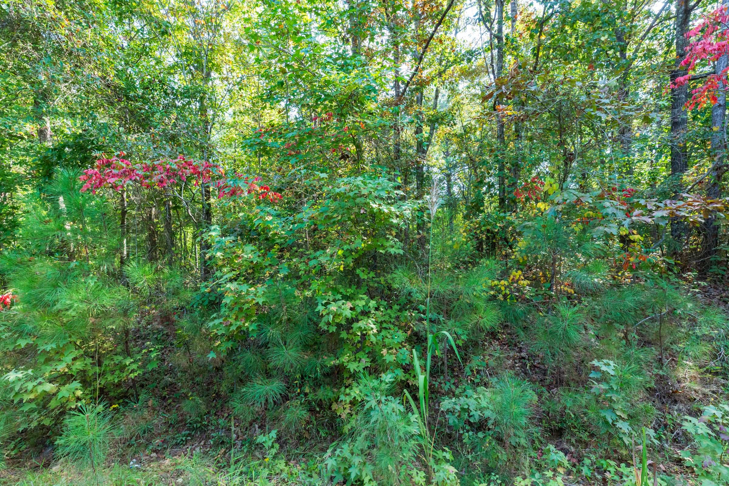 Willow Grove Tract 6 photo 2