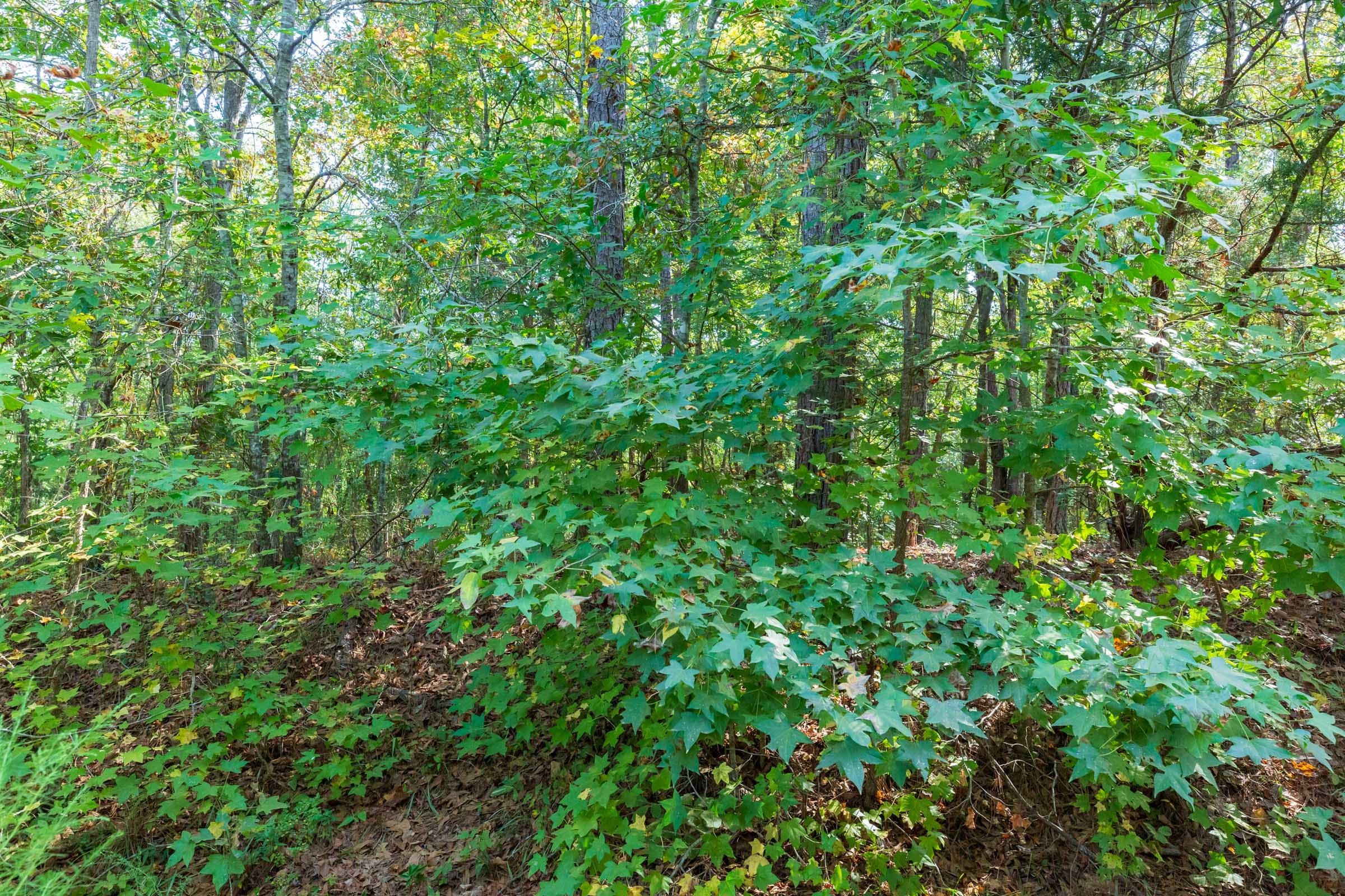 Willow Grove Tract 6 photo 4