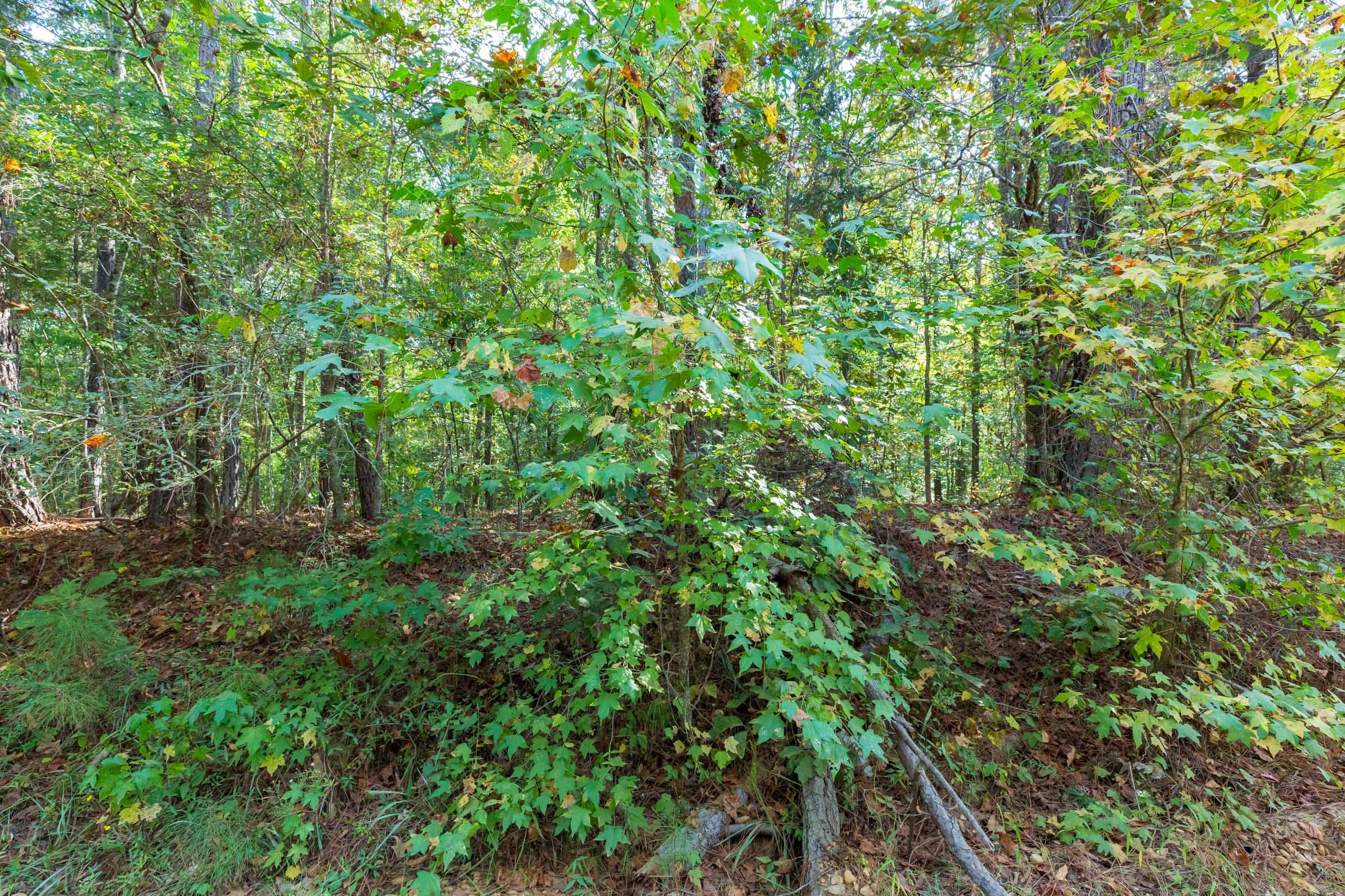 Willow Grove Tract 6 photo 7