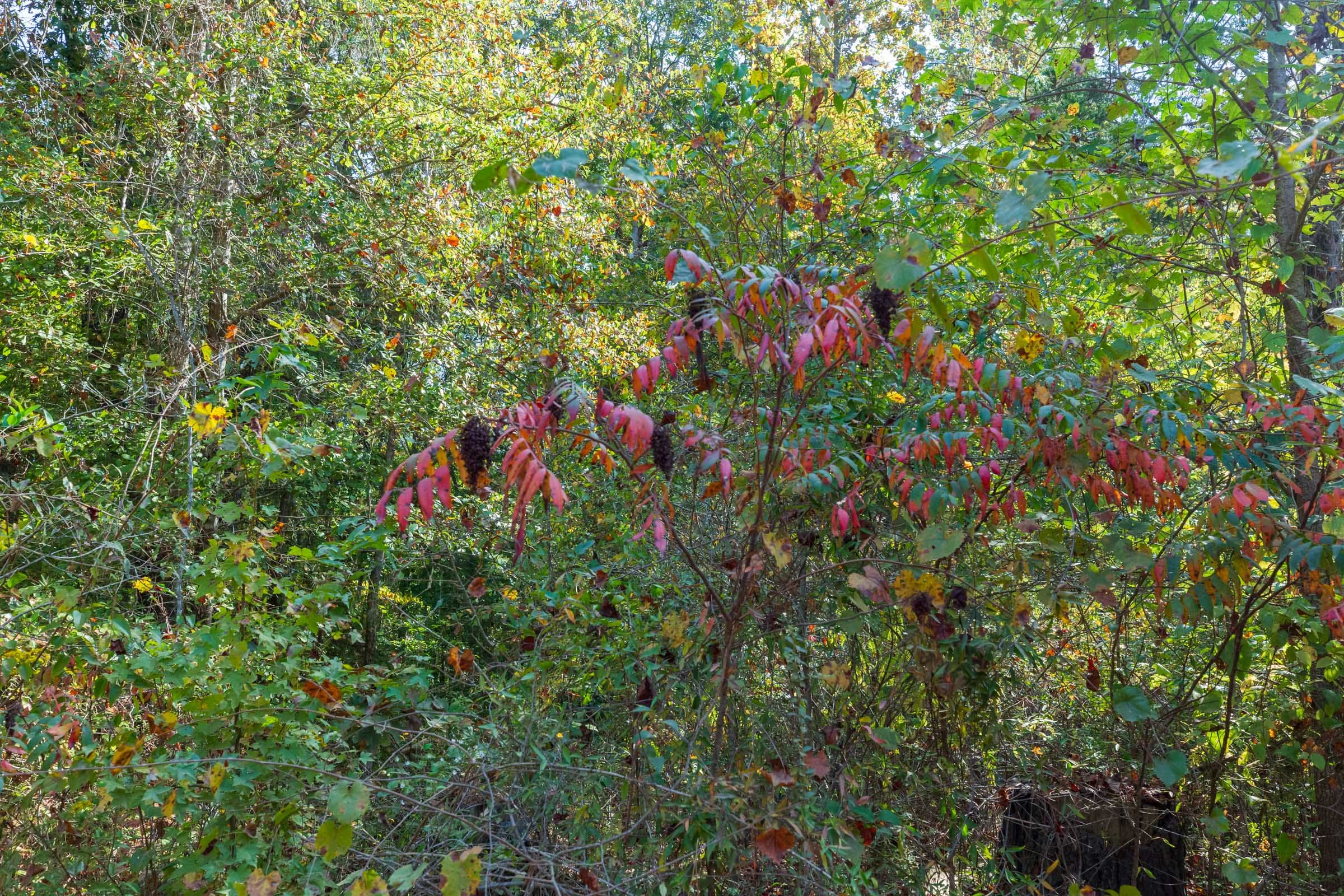 Willow Grove Tract 6 photo 5