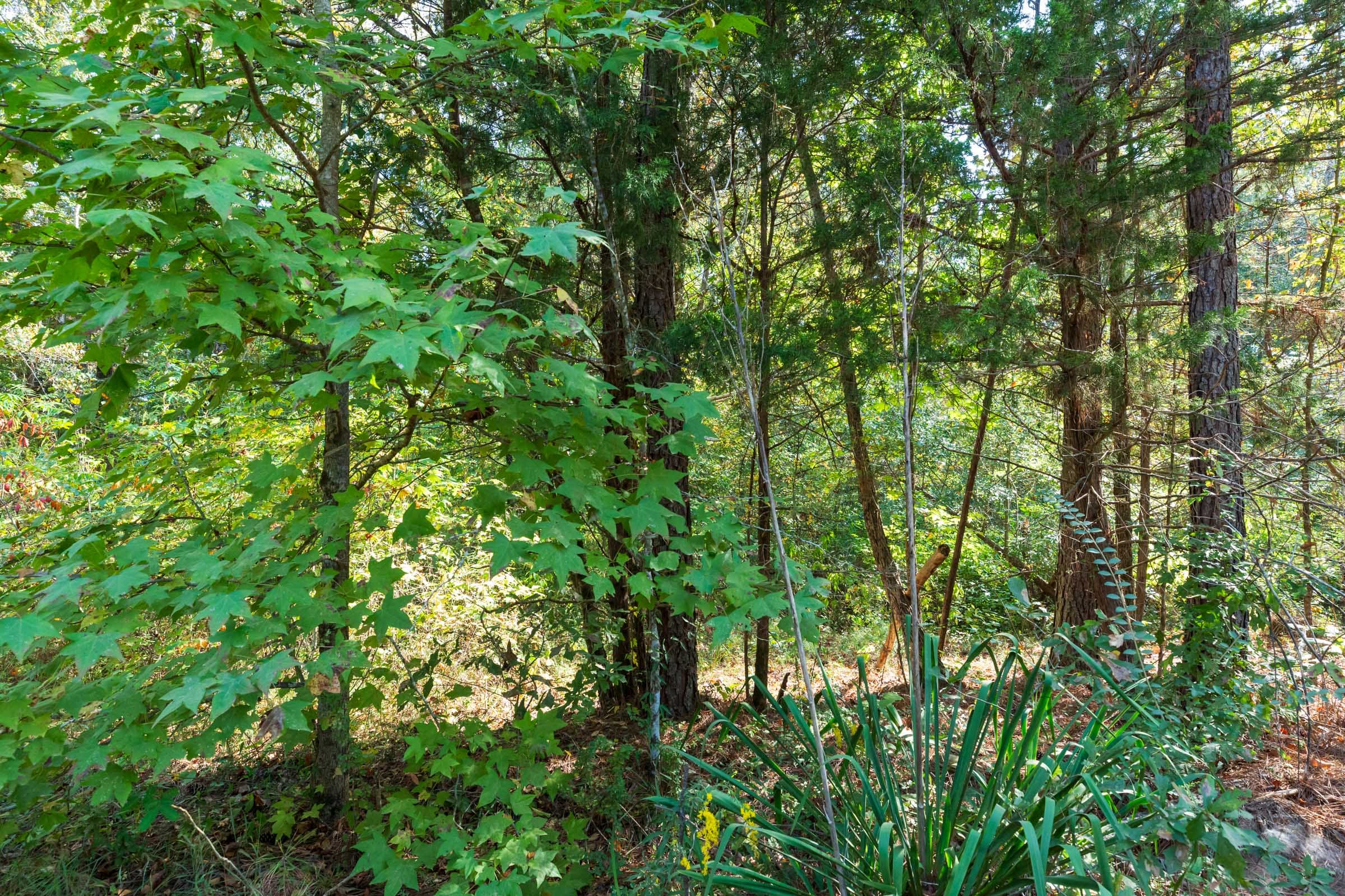 Willow Grove Tract 6 photo 9