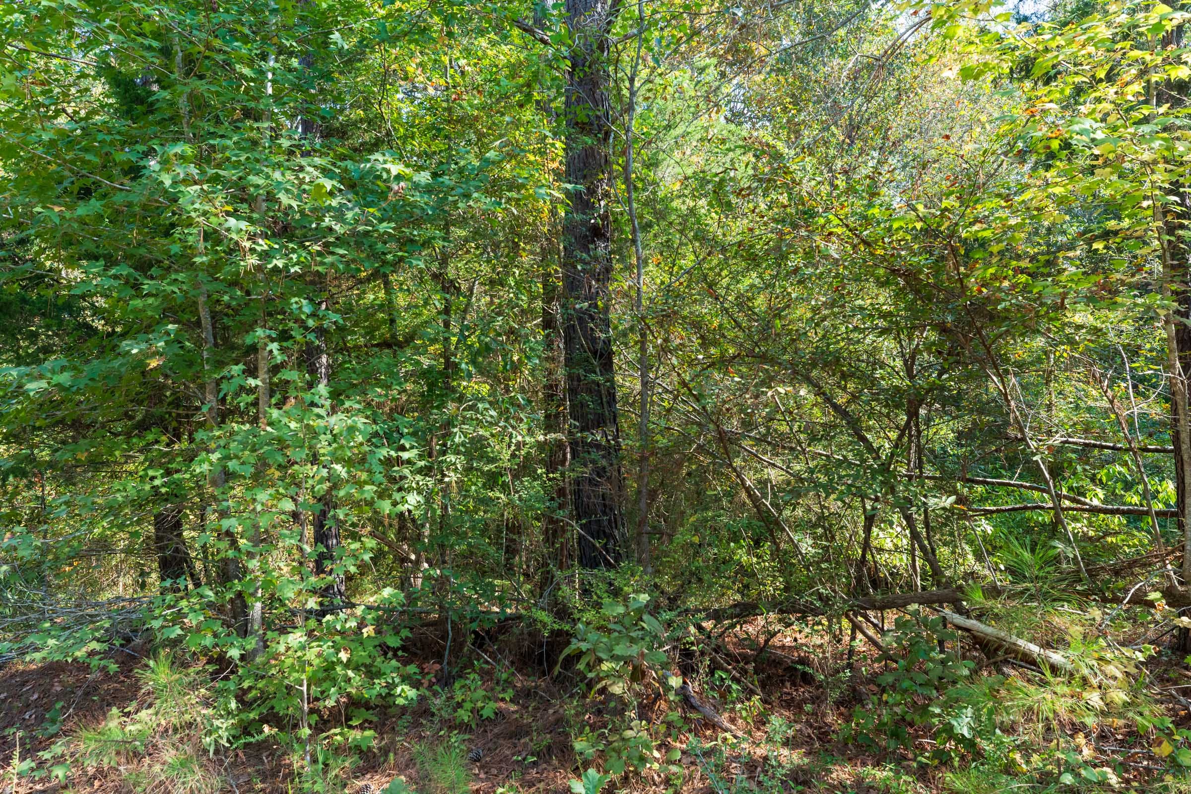 Willow Grove Tract 6 photo 3