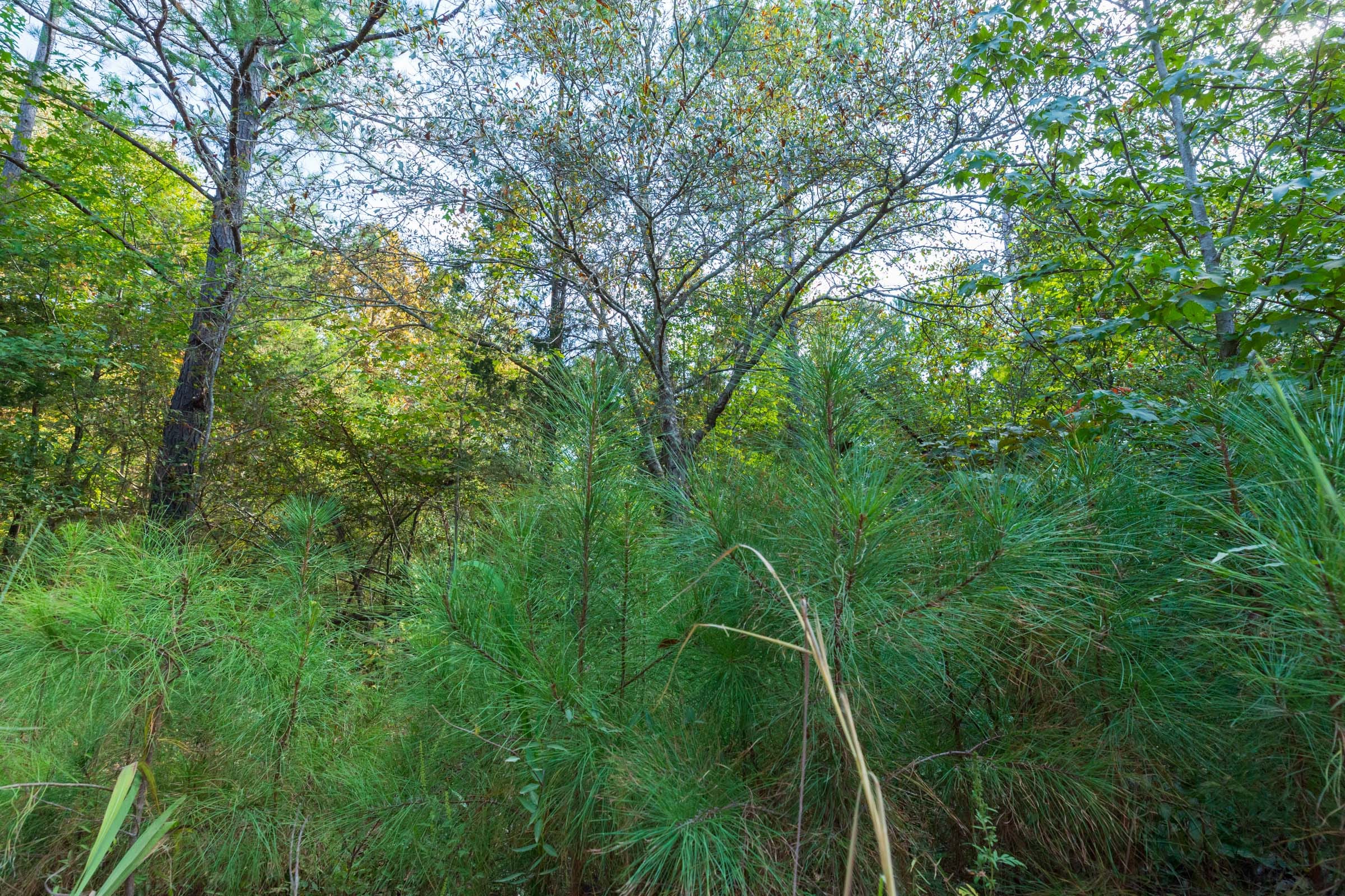 Willow Grove Tract 6 photo 10