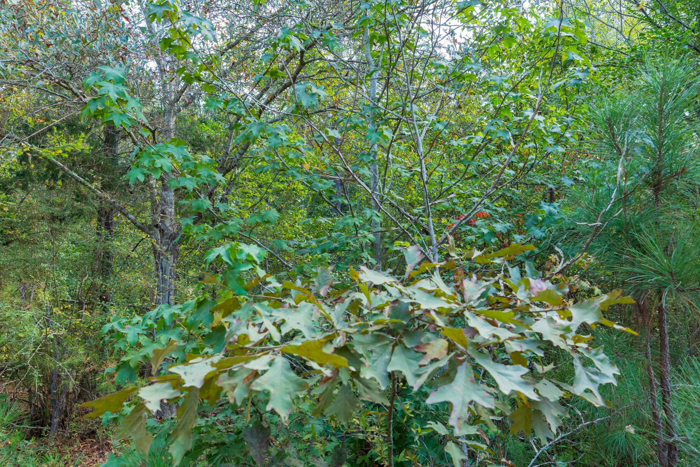Willow Grove Tract 6 photo 8