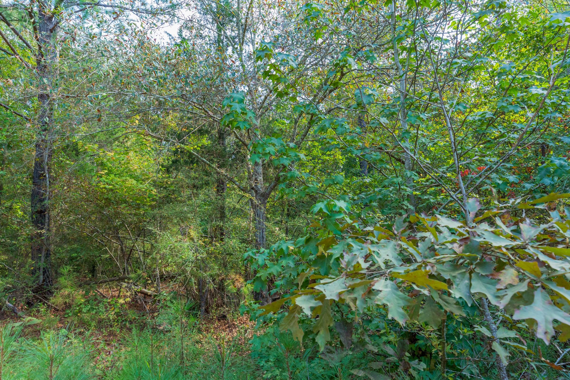 Willow Grove Tract 6 photo 11