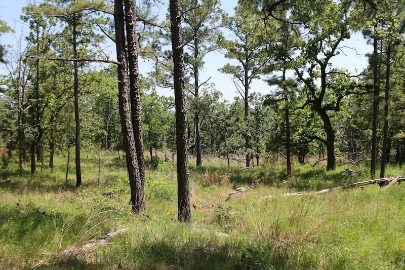 Indian Ridge – Phase II Tract 86 photo 7