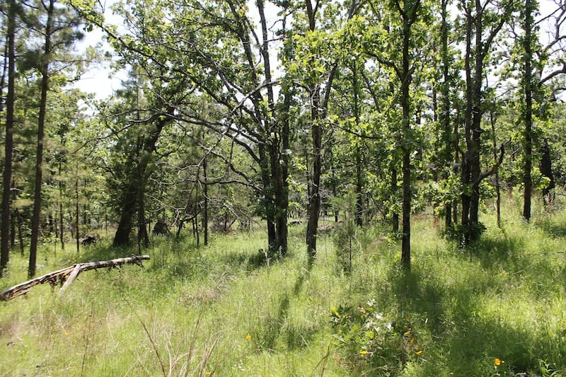 Indian Ridge – Phase II Tract 86 photo 10