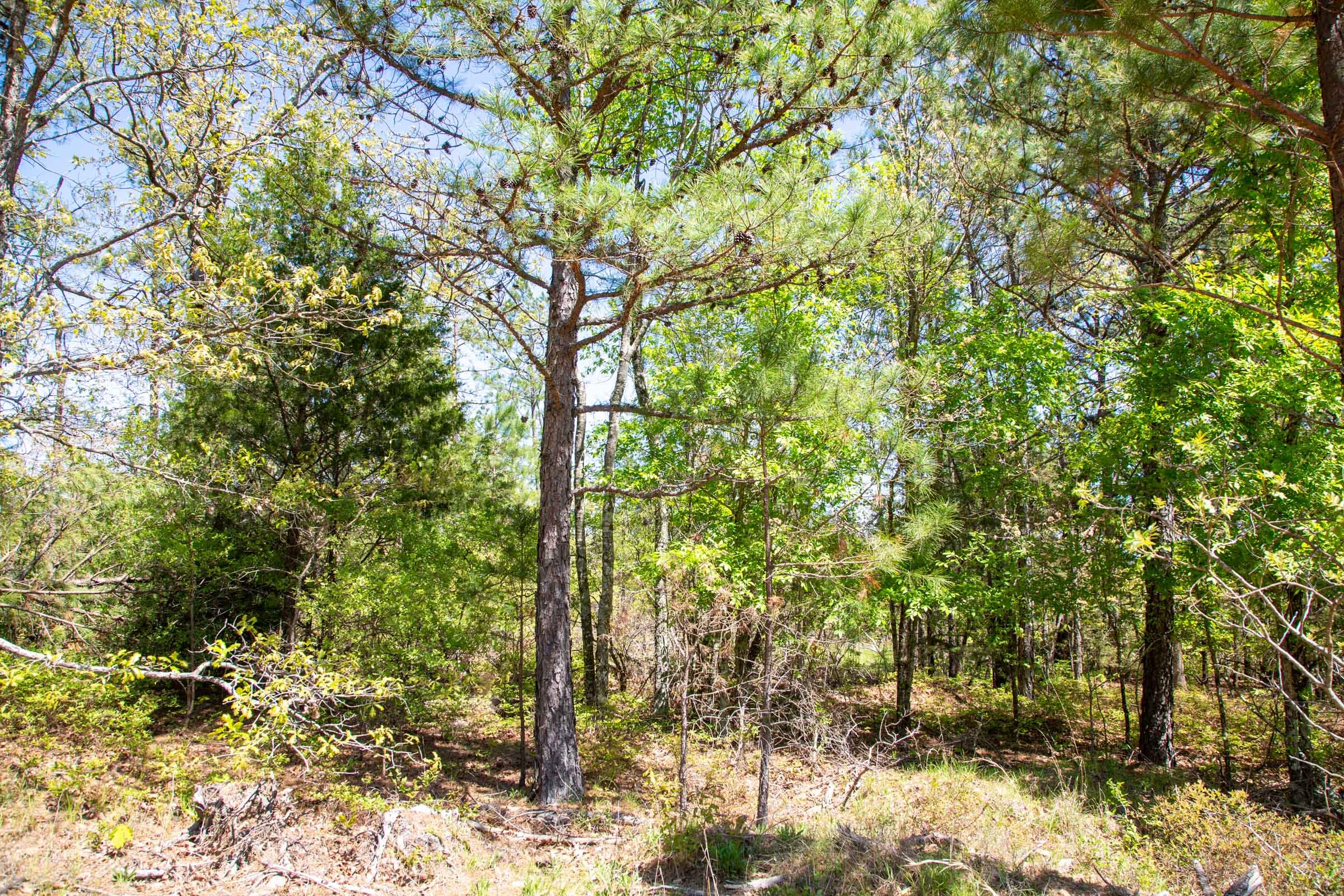 Eagle’s Nest Tract 18 photo 5