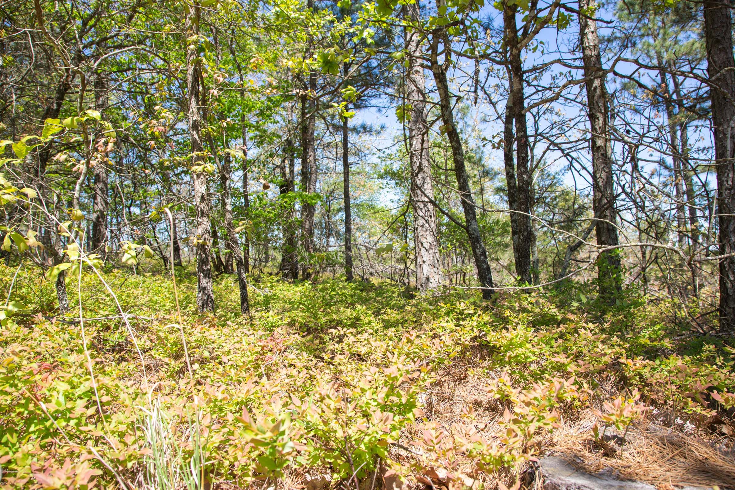 Eagle’s Nest Tract 18 photo 8