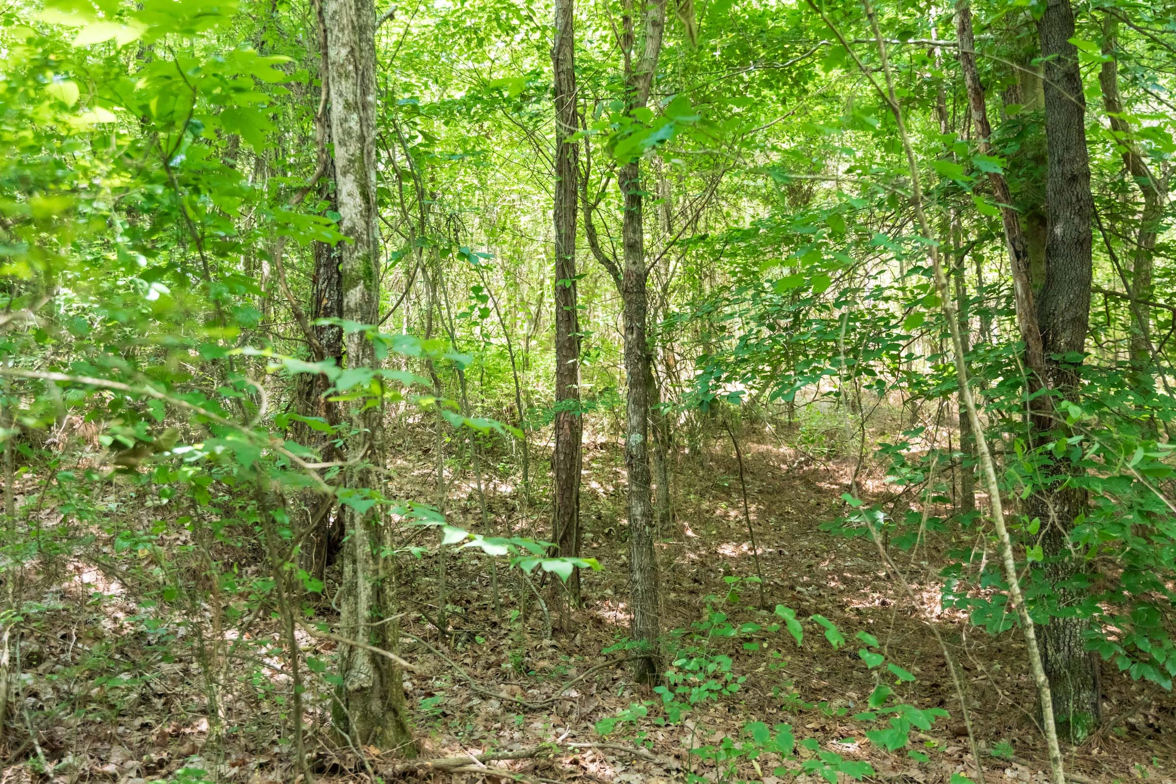 Whiskey Ridge Tract 48 photo 8
