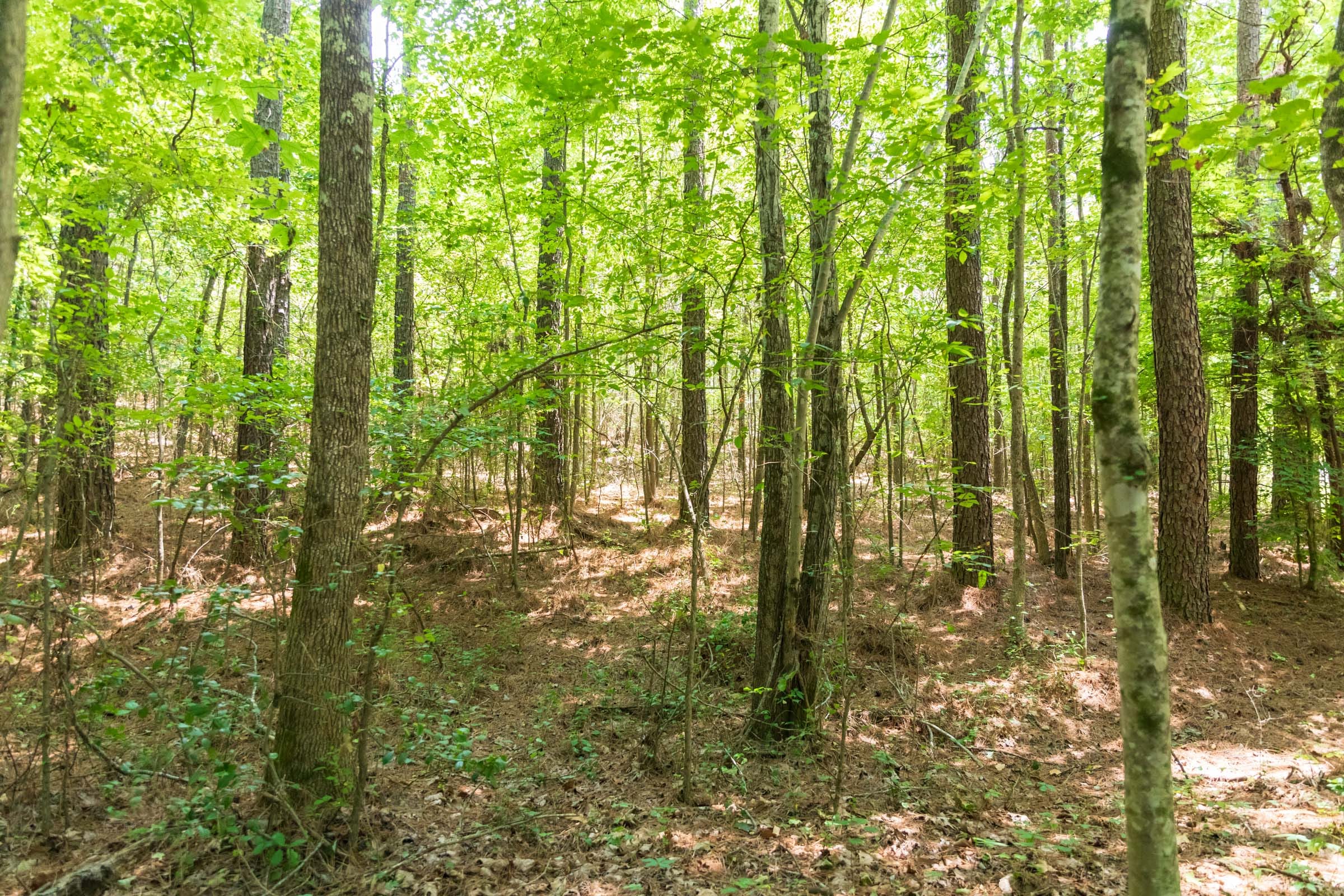 Whiskey Ridge Tract 48 photo 10