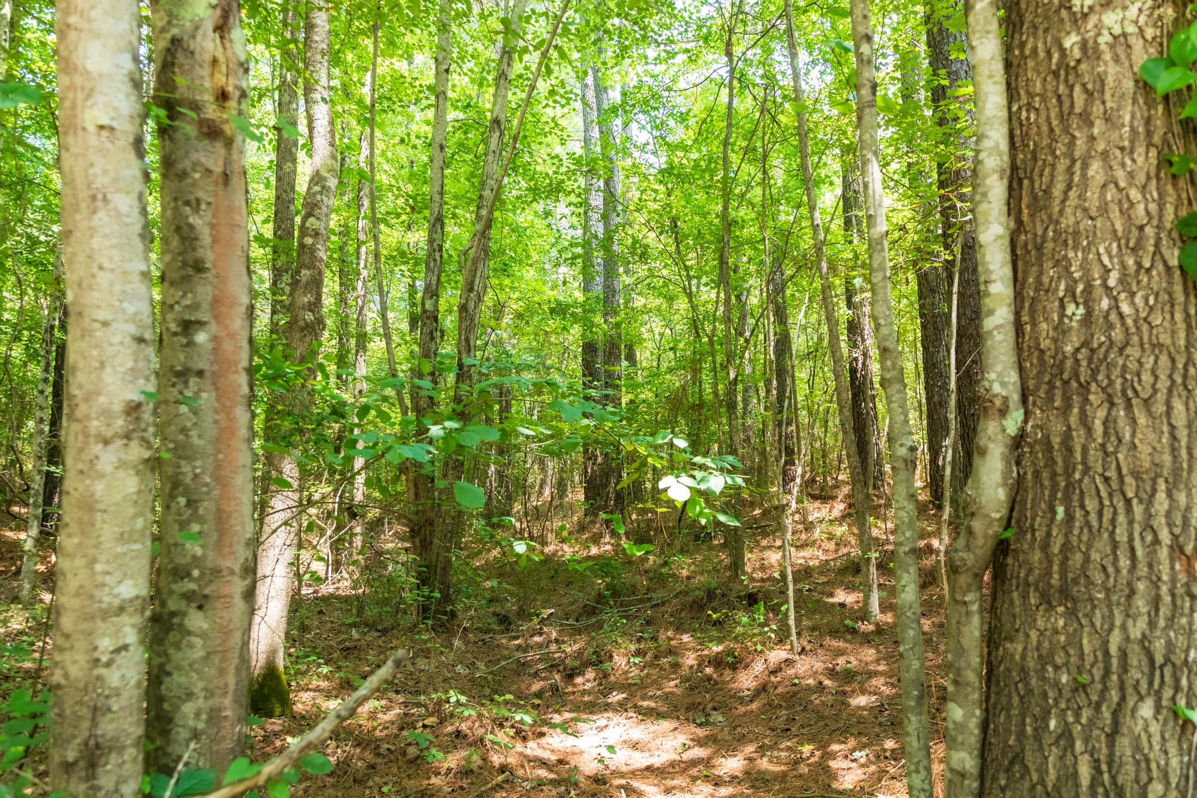 Whiskey Ridge Tract 48 photo 12
