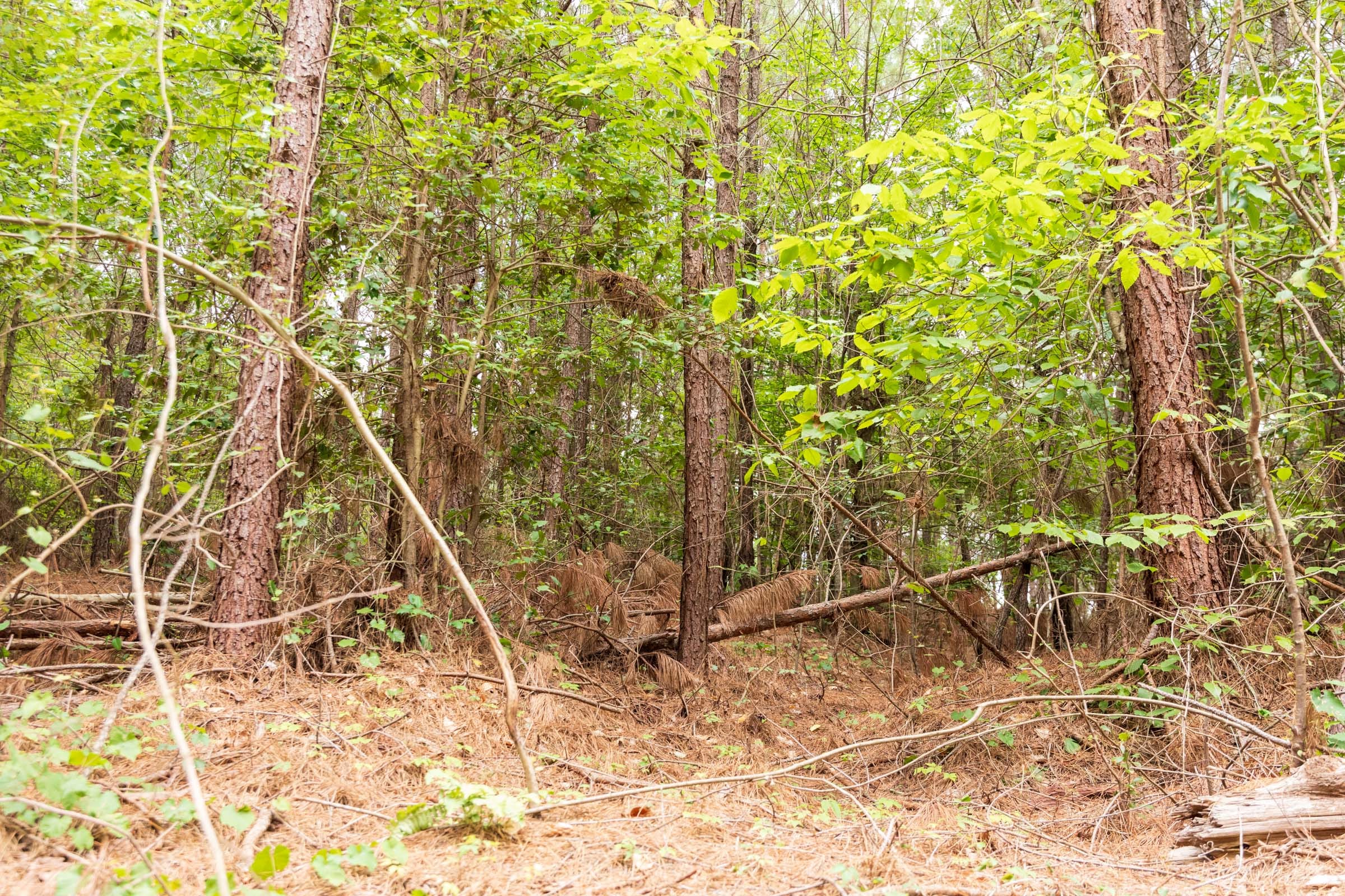 Whiskey Ridge Tract 48 photo 11