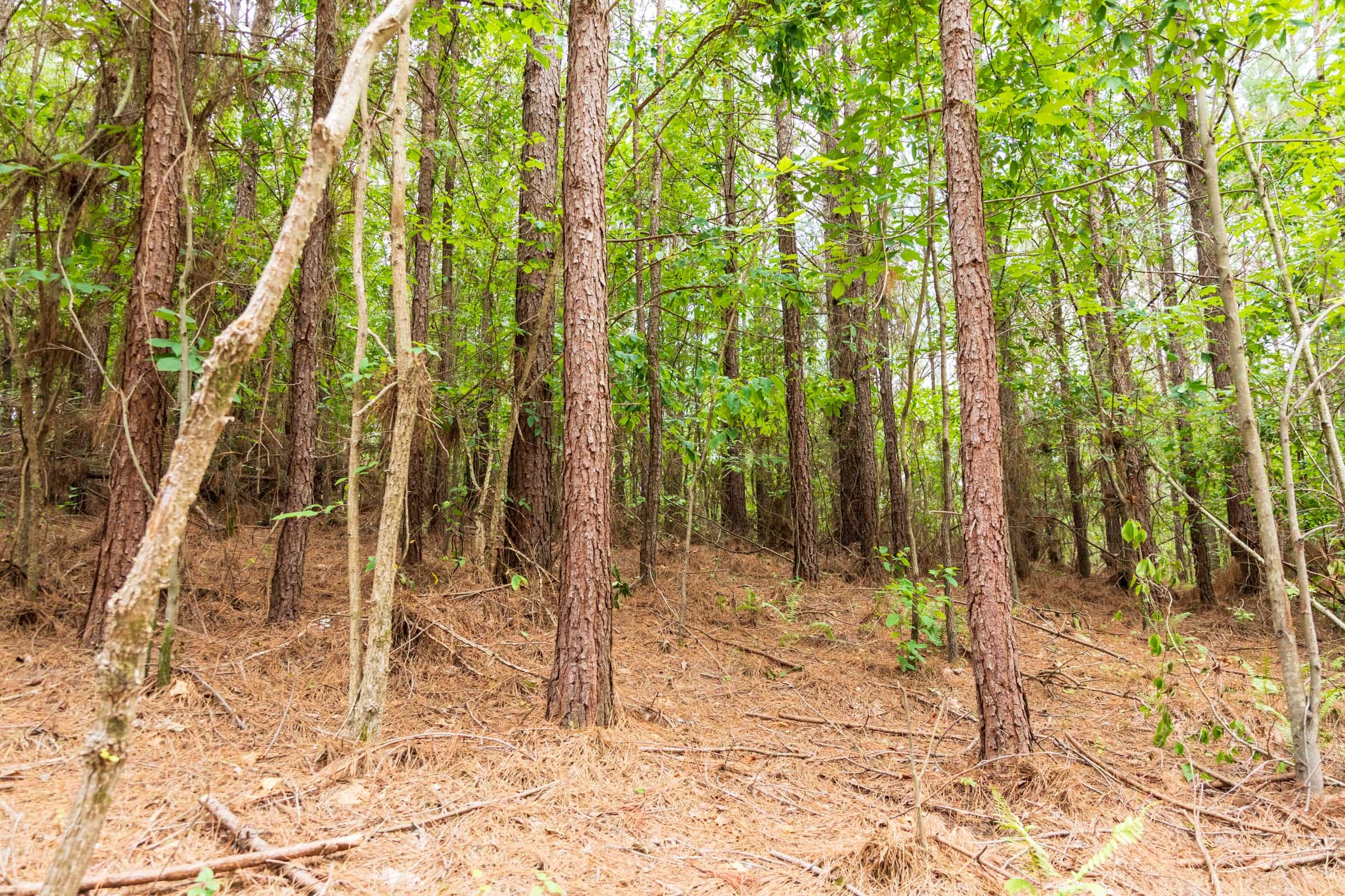 Whiskey Ridge Tract 48 photo 15