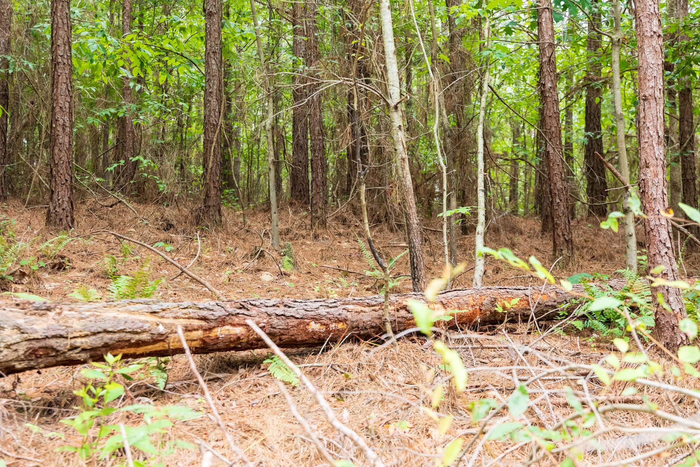 Whiskey Ridge Tract 48 photo 7