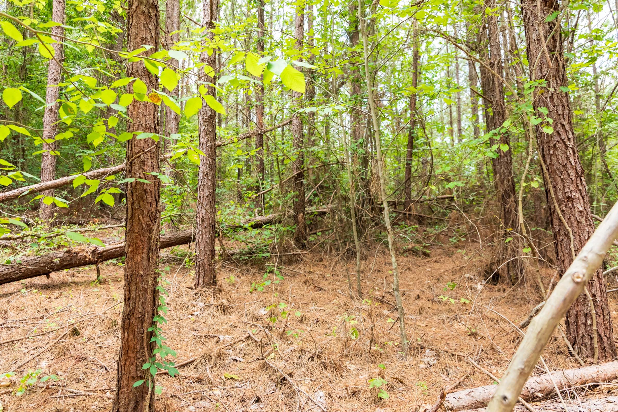 Whiskey Ridge Tract 48 photo 16
