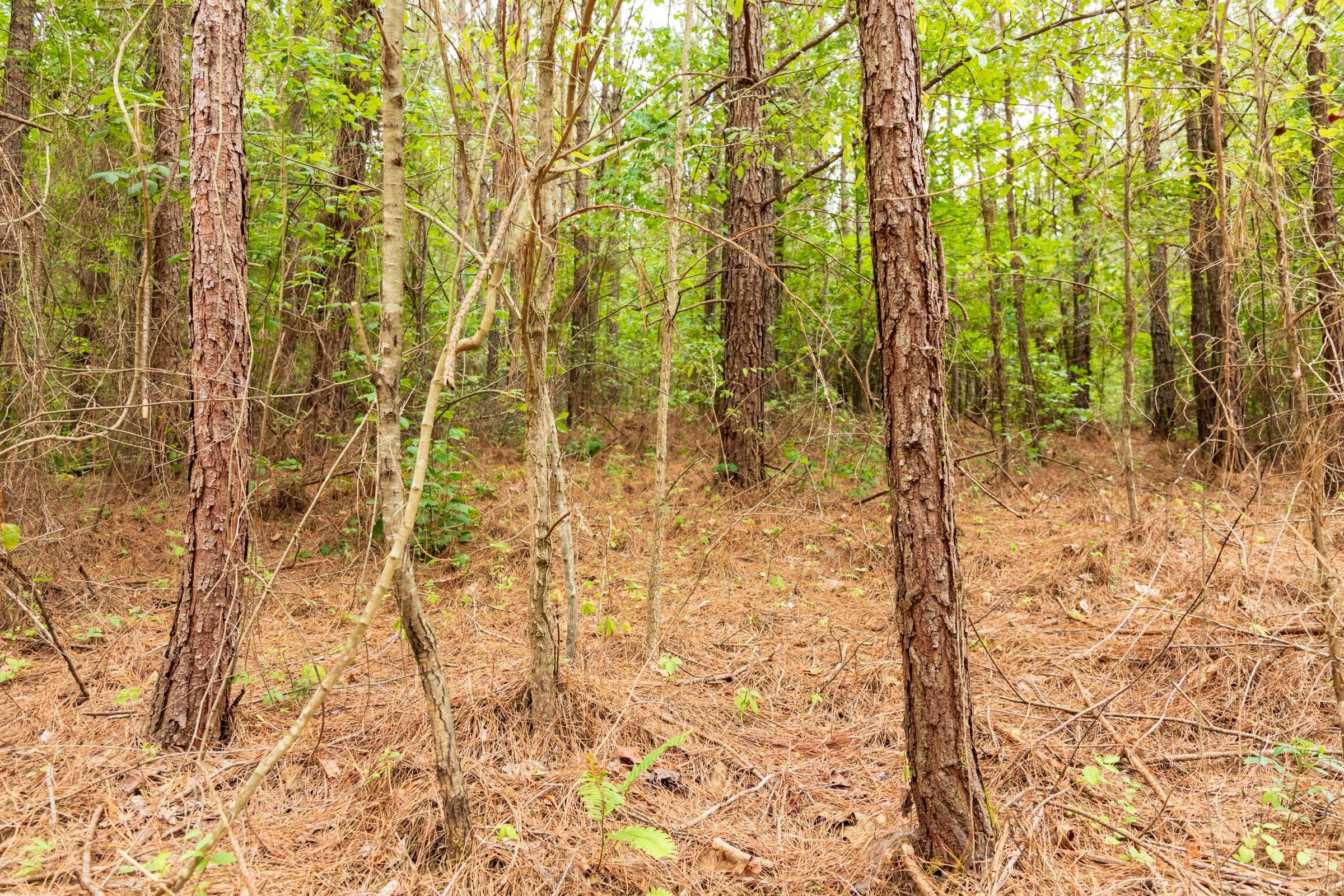 Whiskey Ridge Tract 48 photo 6
