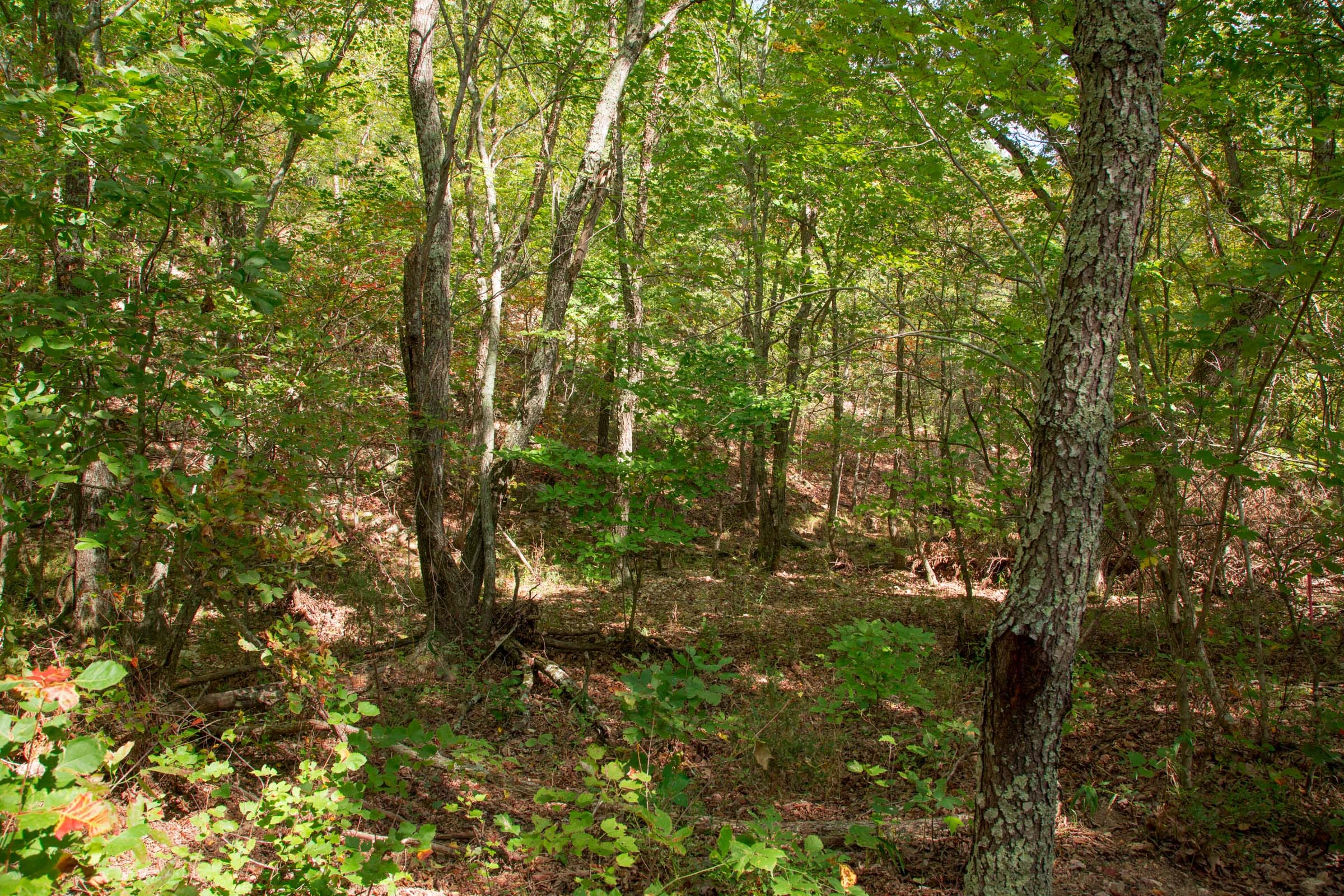 Wagon Wheel Ranch Tract 51 photo 3