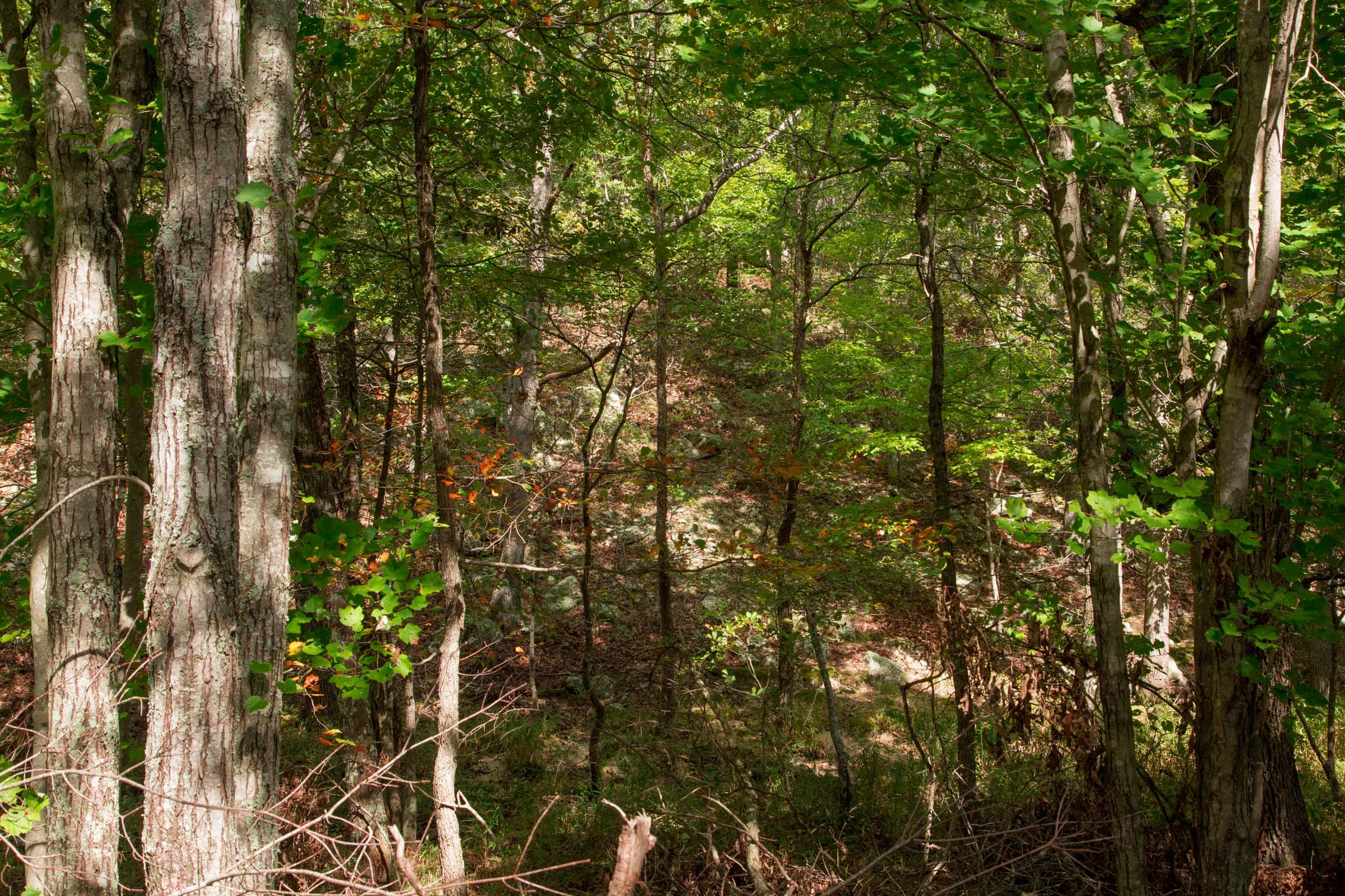 Wagon Wheel Ranch Tract 51 photo 4