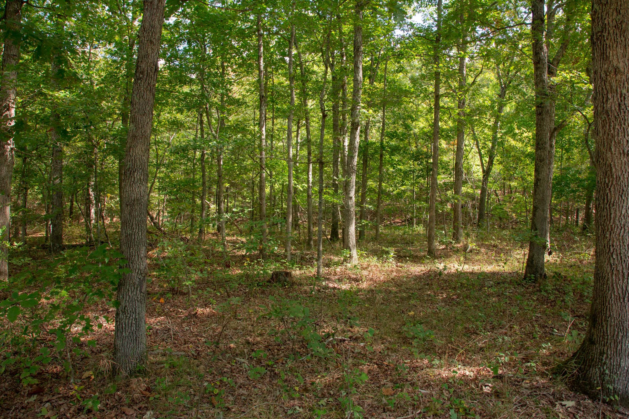 Wagon Wheel Ranch Tract 51 photo 11