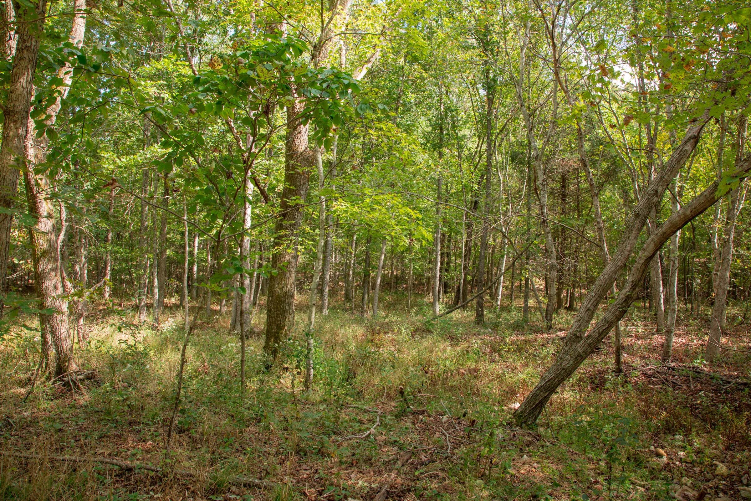 Wagon Wheel Ranch Tract 51 photo 14