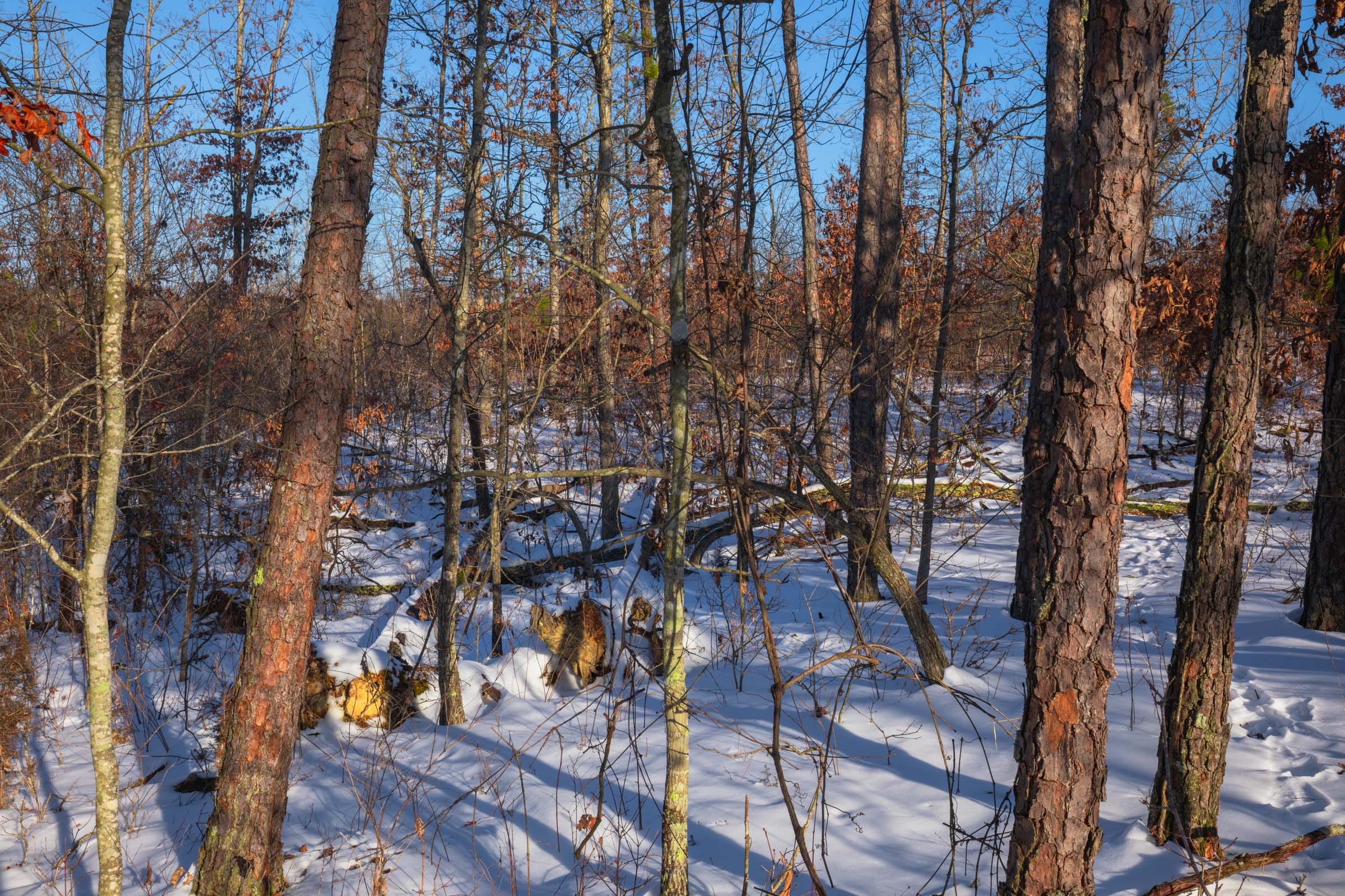 Sleepy Hollow Phase I Tract 54 photo 12