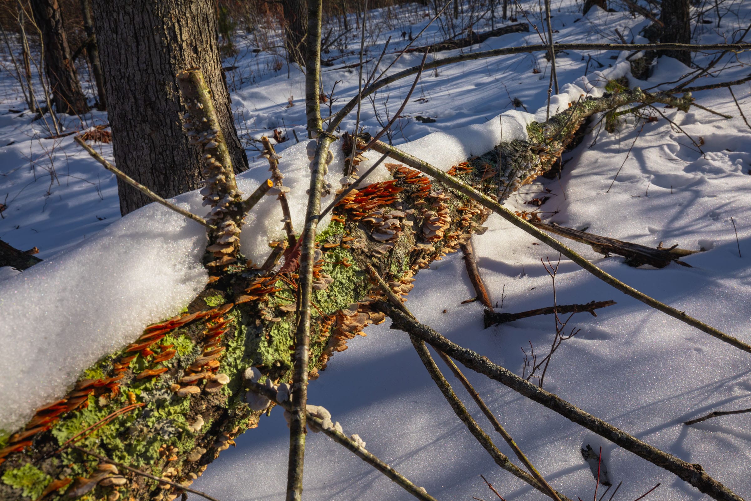 Sleepy Hollow Phase I Tract 54 photo 7