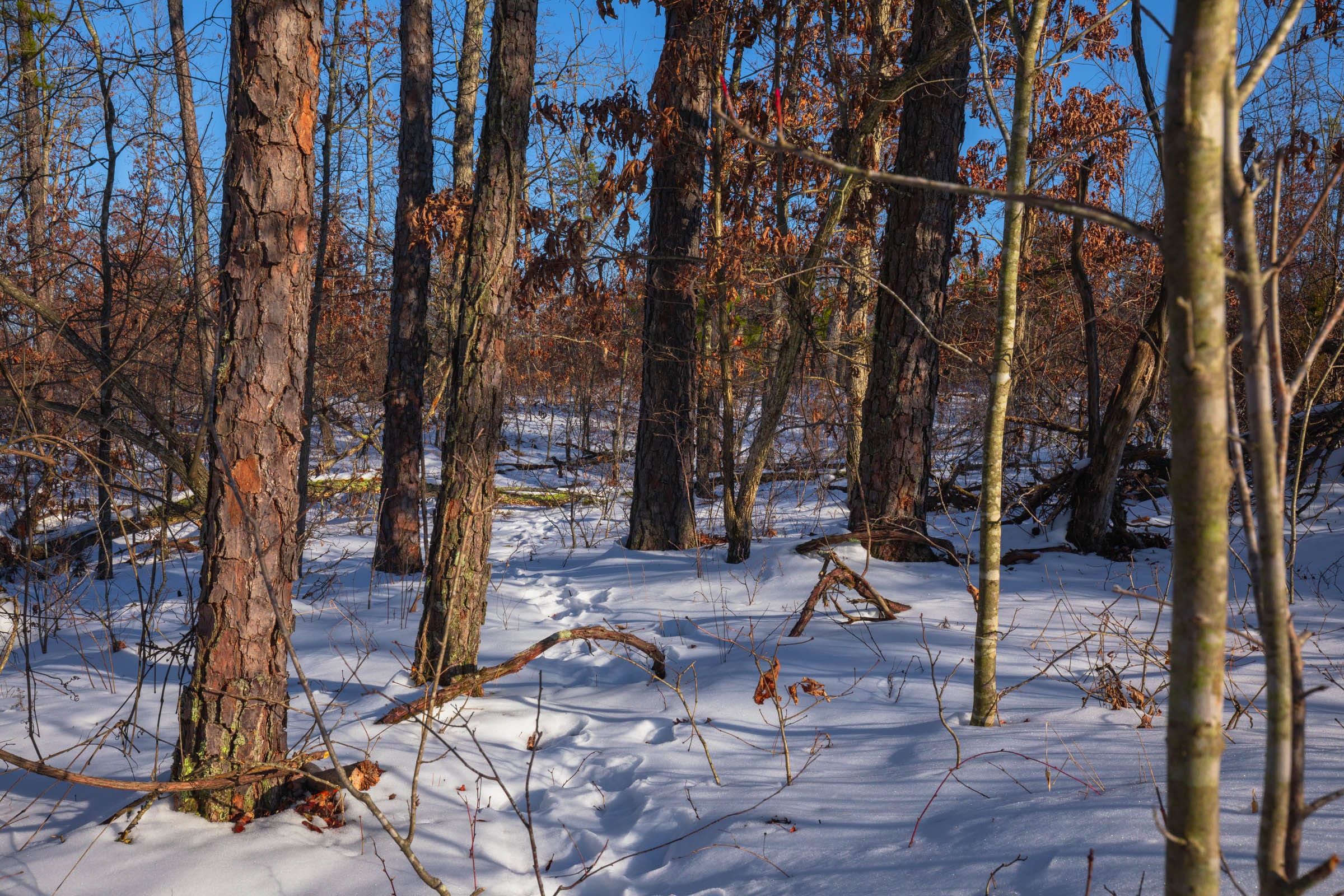 Sleepy Hollow Phase I Tract 54 photo 3