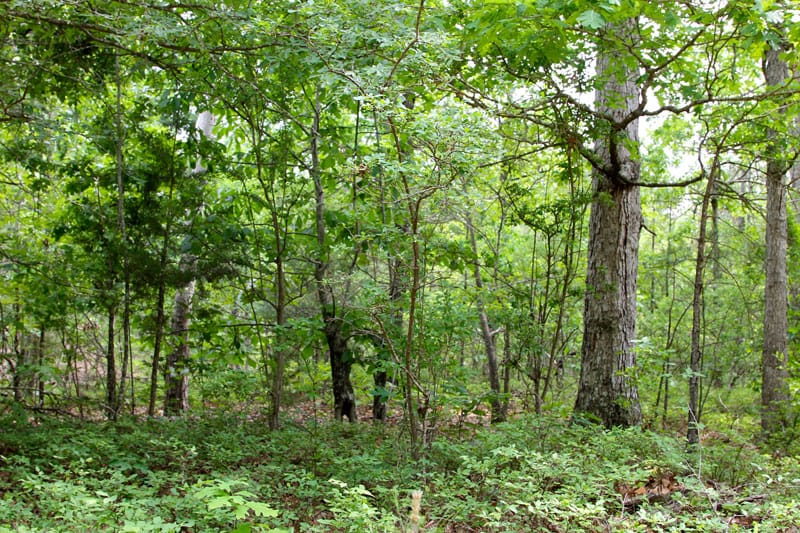 Trophy Ridge Phase II Tract 72 photo 2