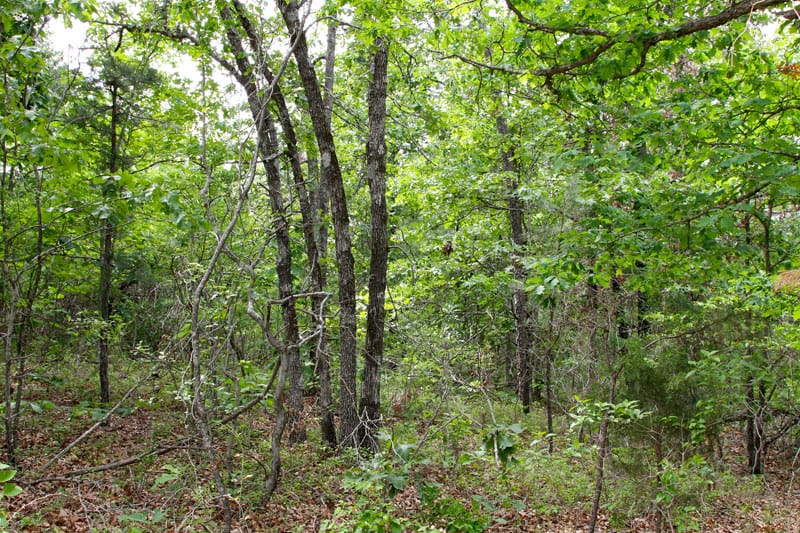 Trophy Ridge Phase II Tract 72 photo 3