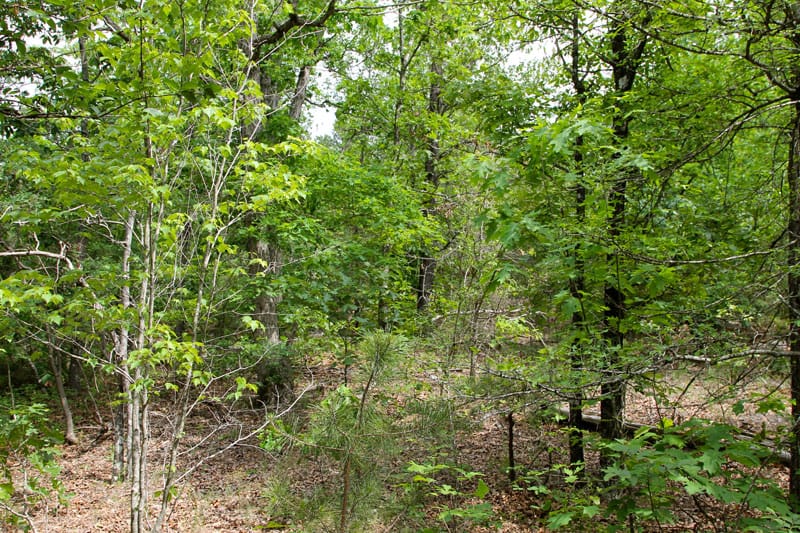 Trophy Ridge Phase II Tract 72 photo 4