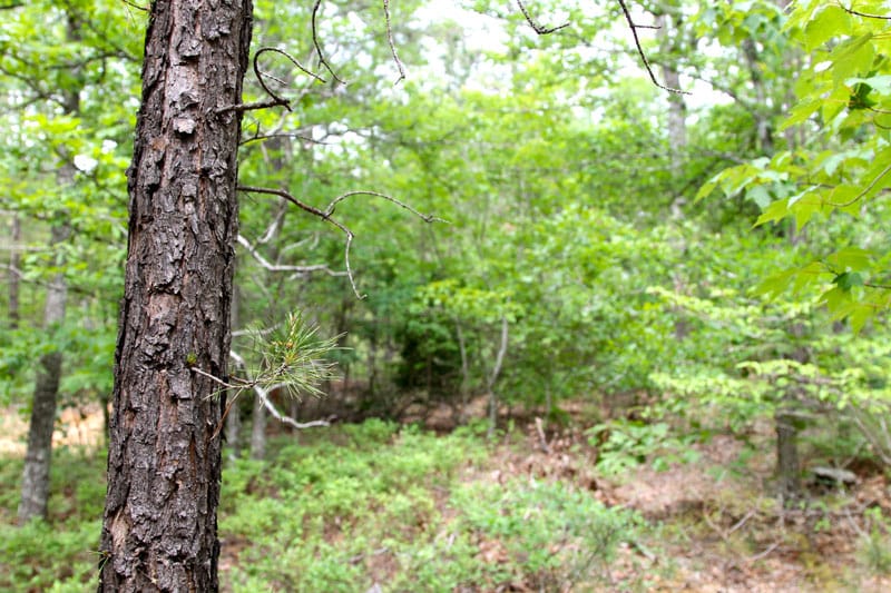 Trophy Ridge Phase II Tract 72 photo 5