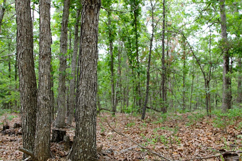Trophy Ridge Phase II Tract 72 photo 6