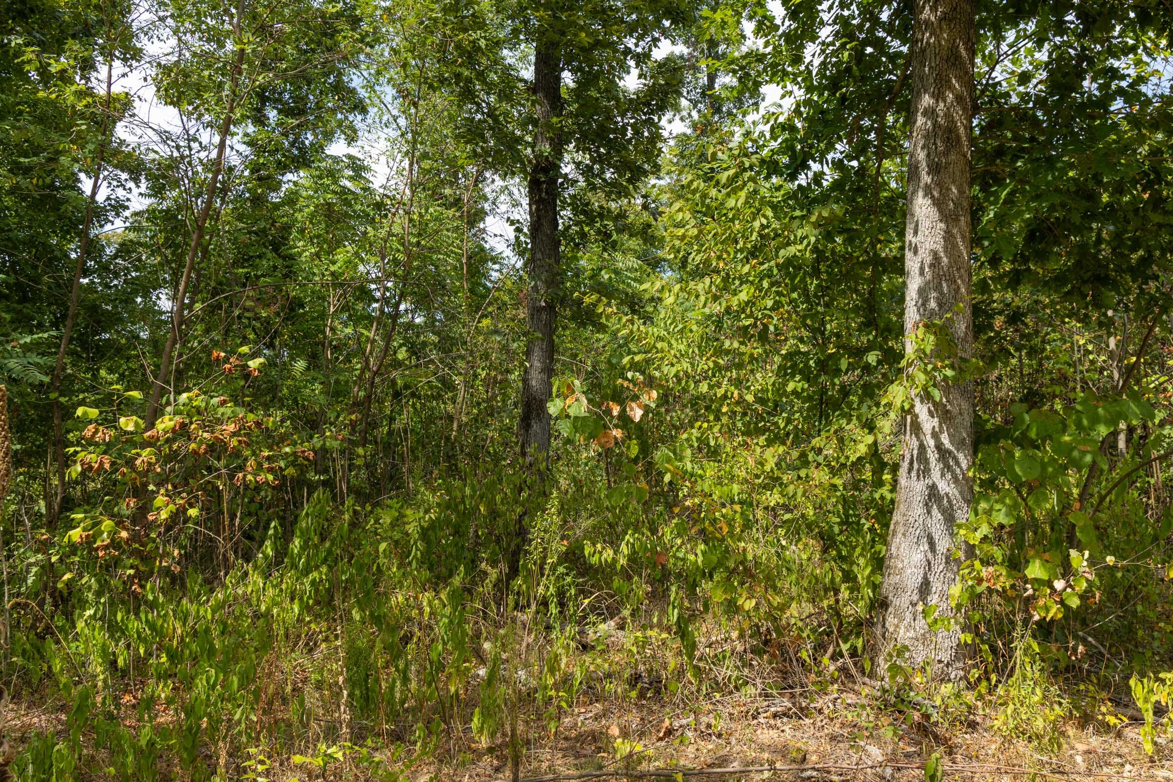 Big White Oak Tract 79 photo 7