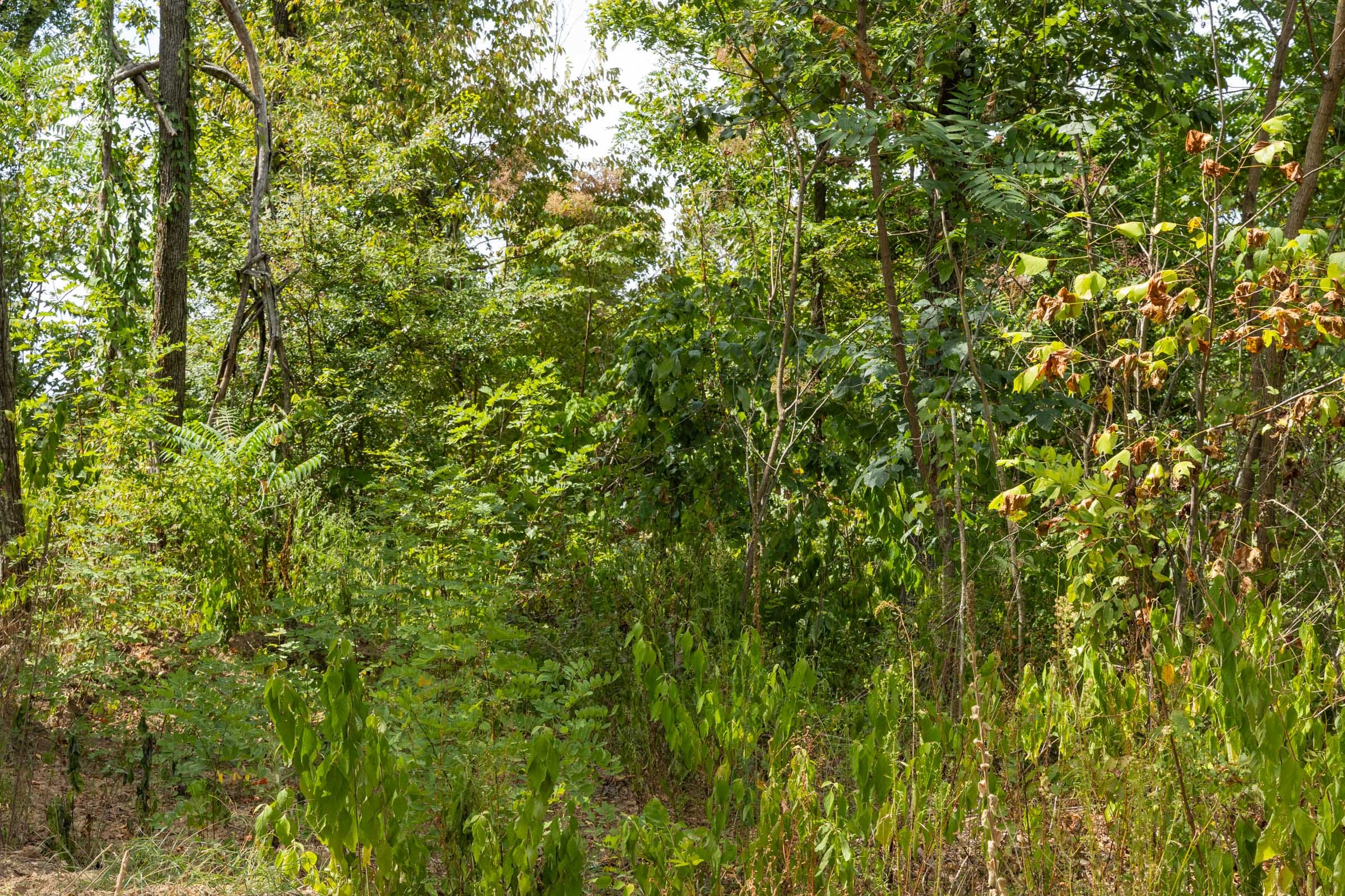 Big White Oak Tract 79 photo 6