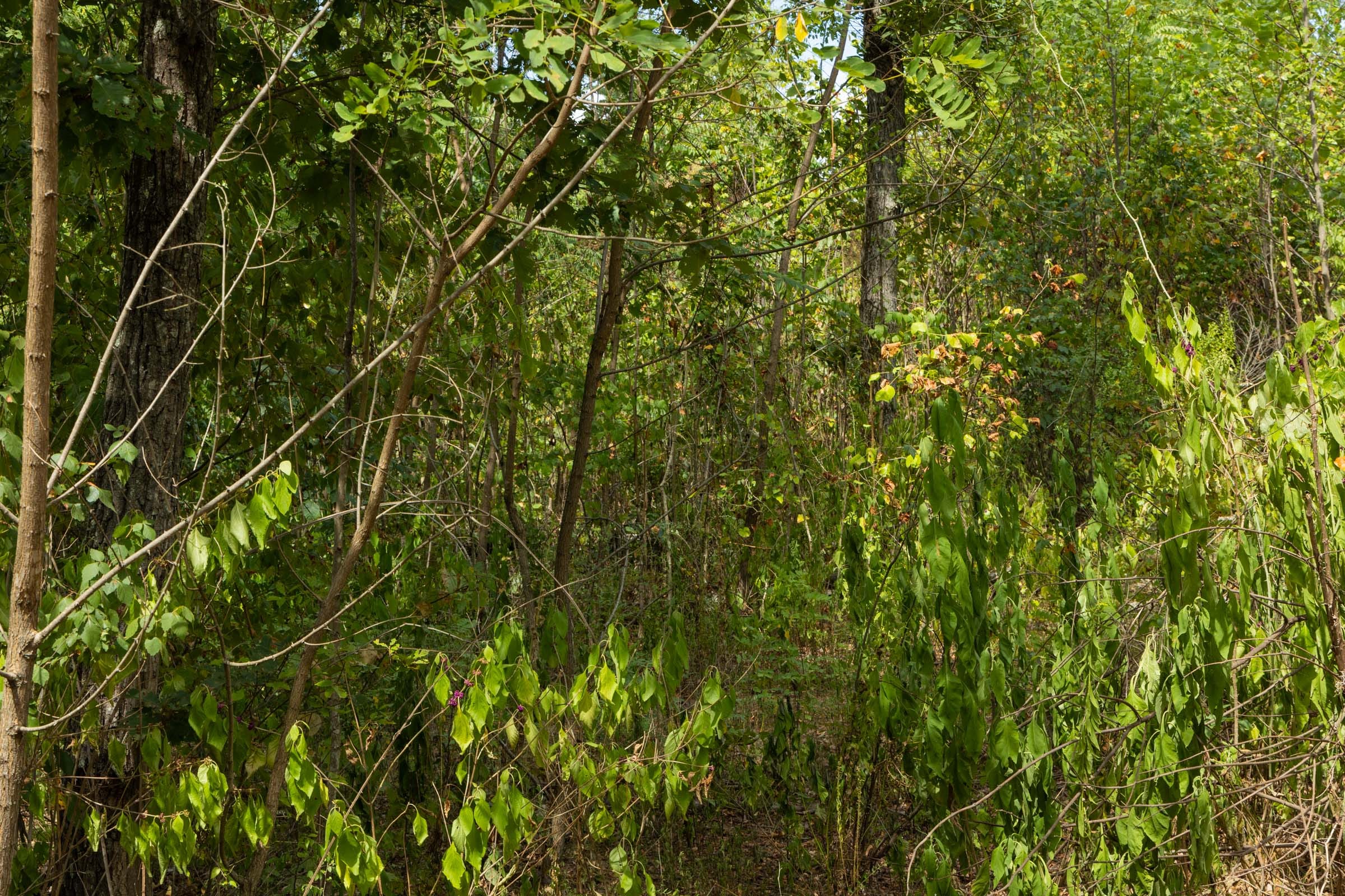 Big White Oak Tract 79 photo 5