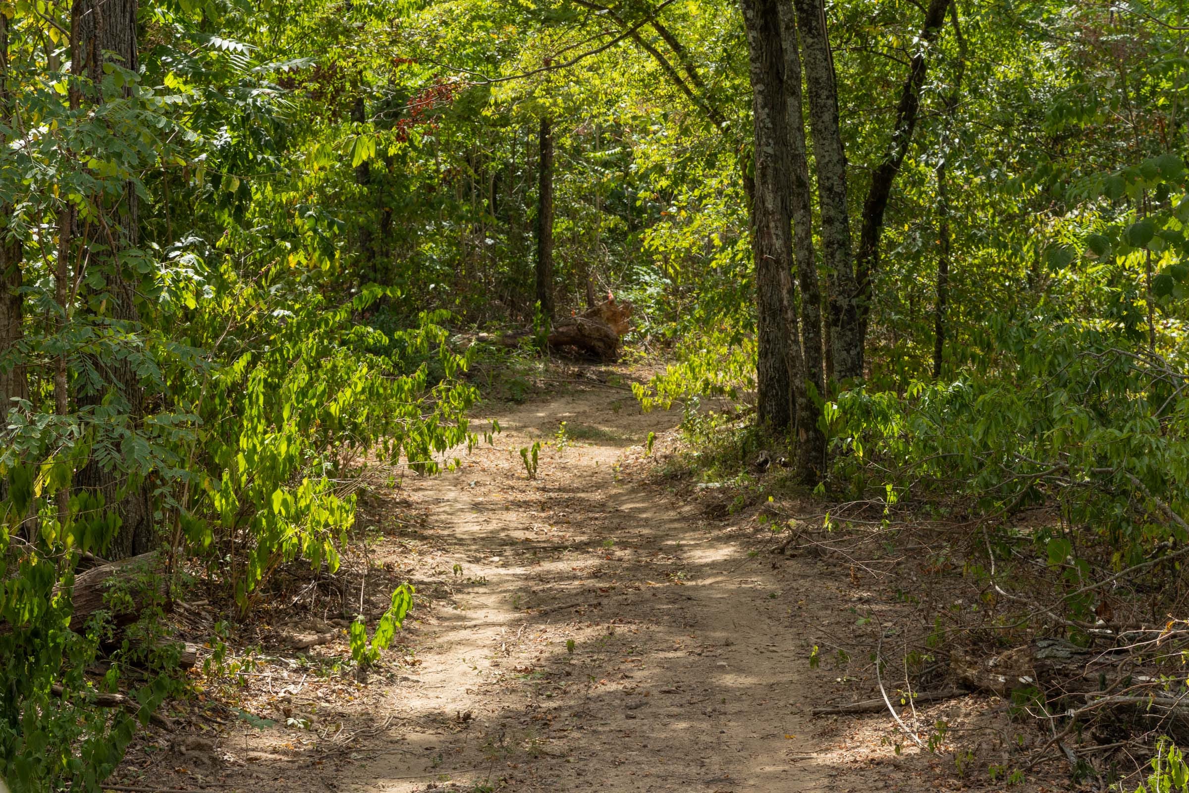 Big White Oak Tract 79 photo 1