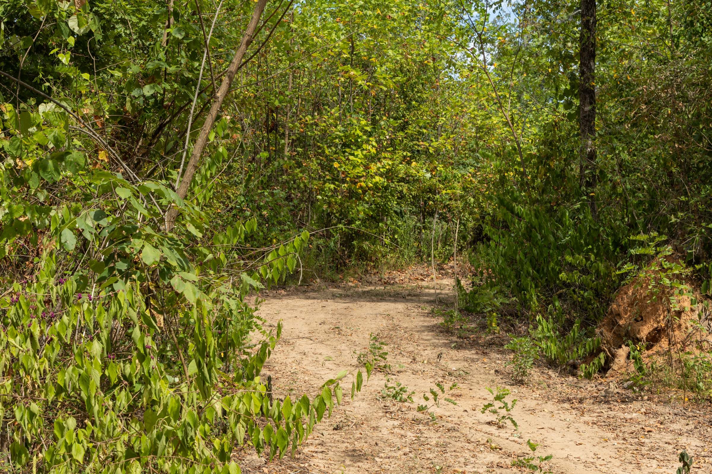 Big White Oak Tract 79 photo 4